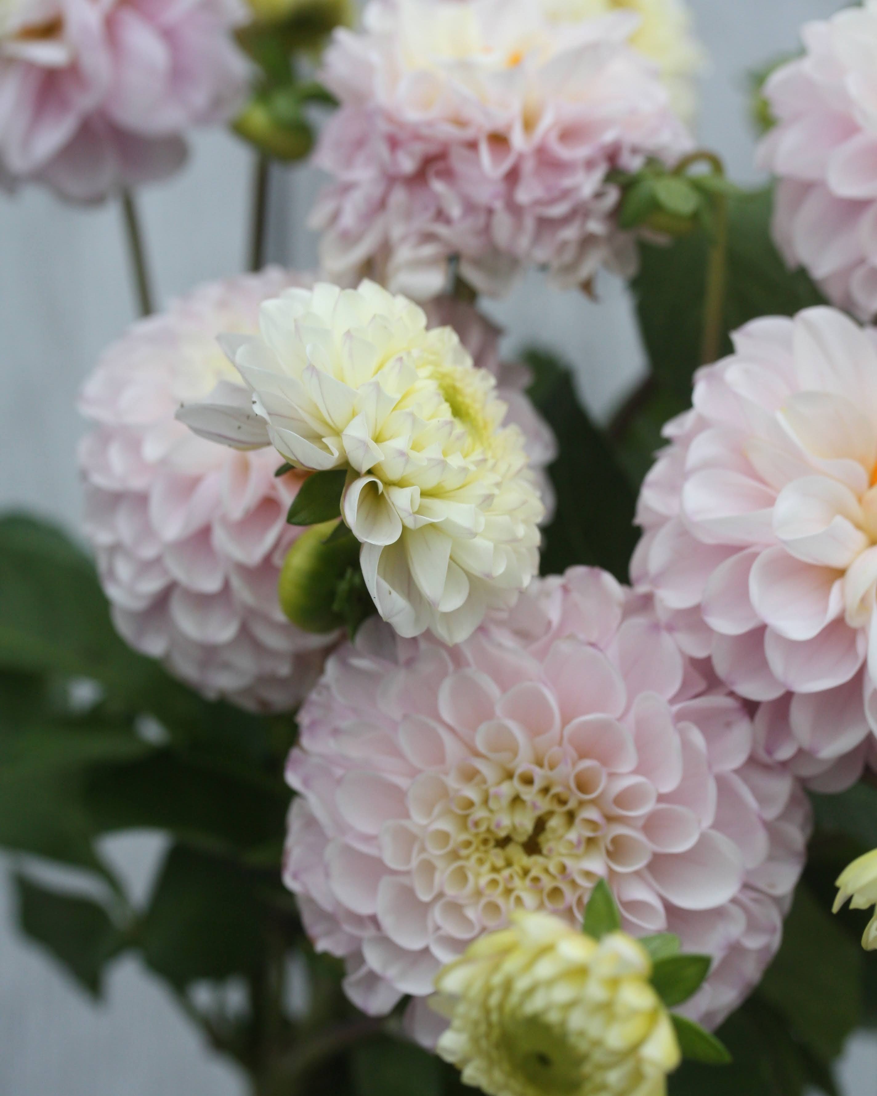 Dahlia Opal som snittblomst - perfekt formet rosa georgine med lange stengler for buketter