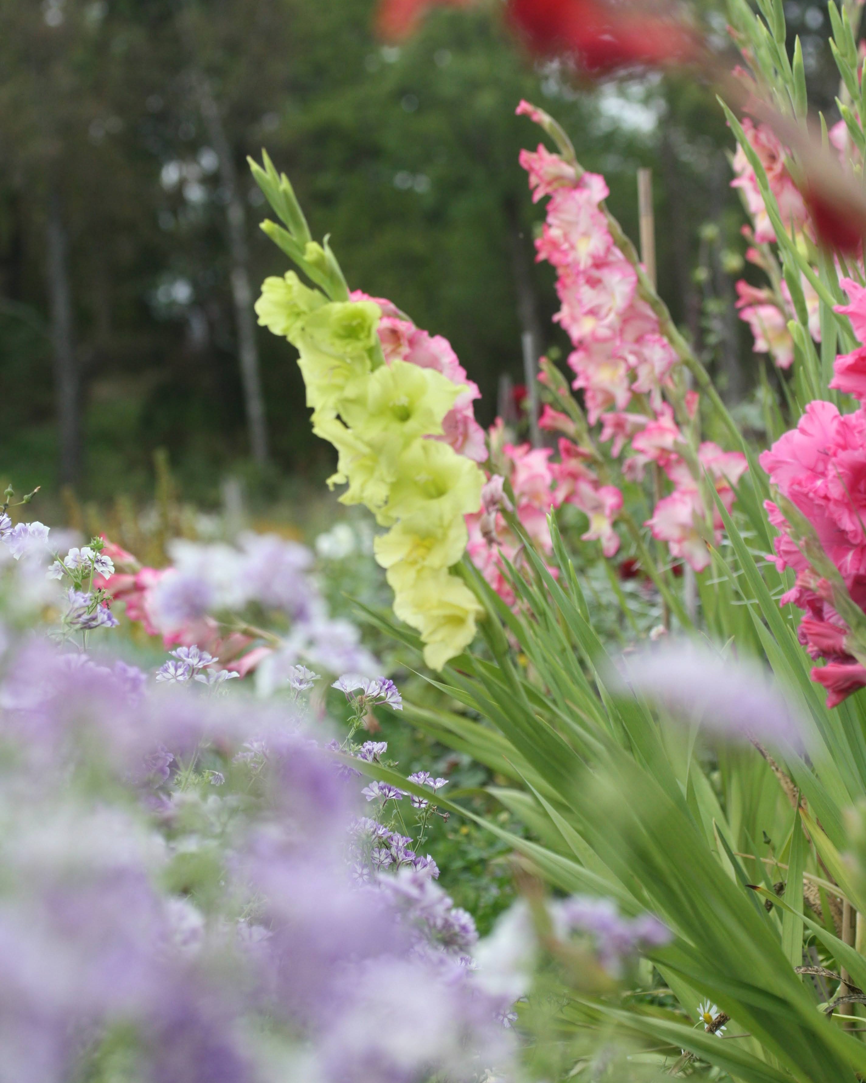 Green Star gladiol løk frisk grønn sort med stjerneformet uttrykk
