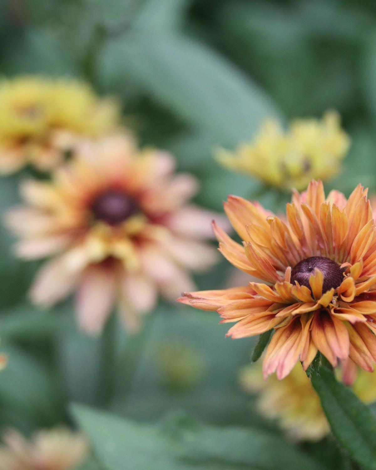 Lodnesolhatt Sahara i hagen – rik avling med blomster i alle brente nyanser