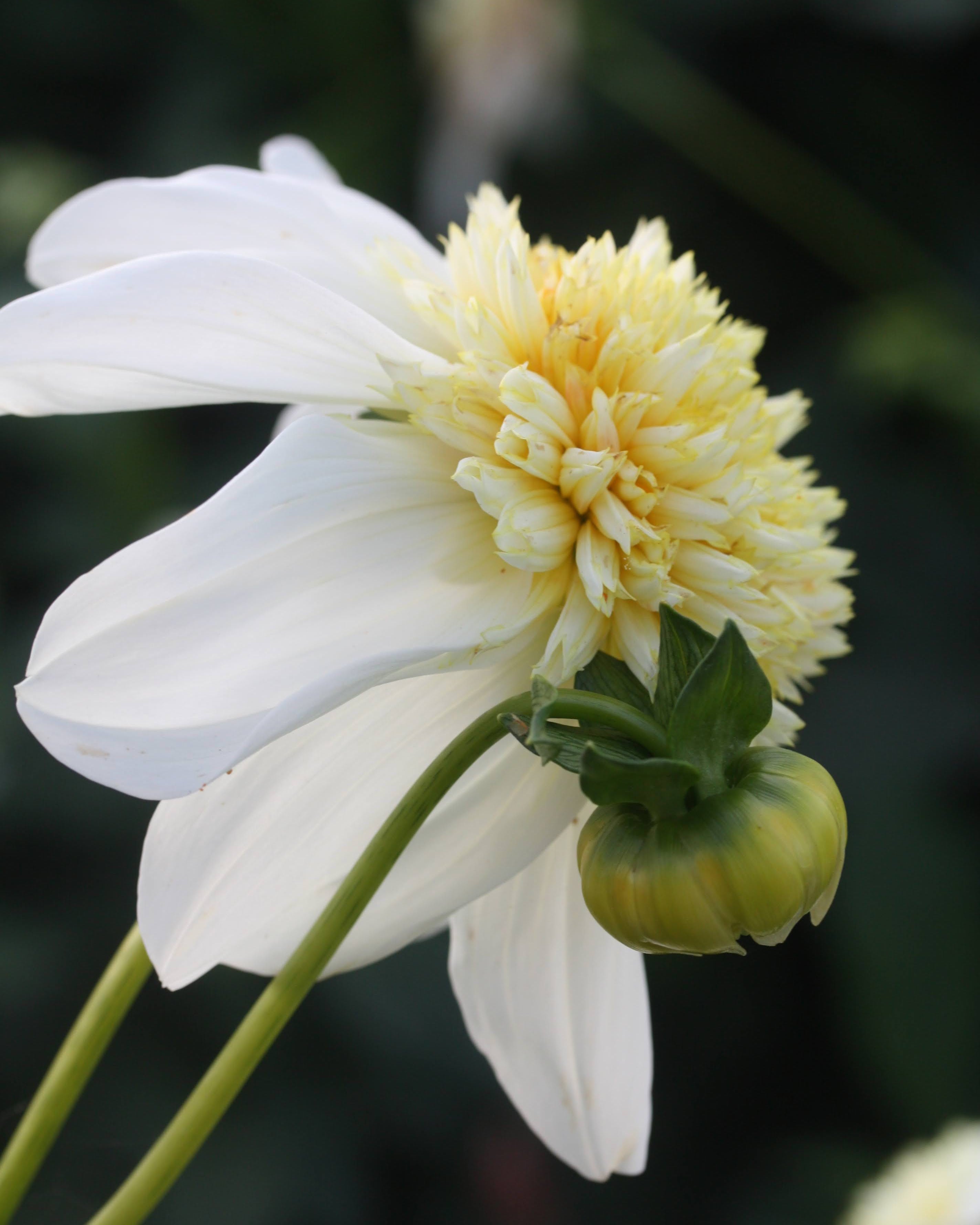 Georgine Platinum Blonde - Kremhvit georgine med tett, anemoneformet blomst