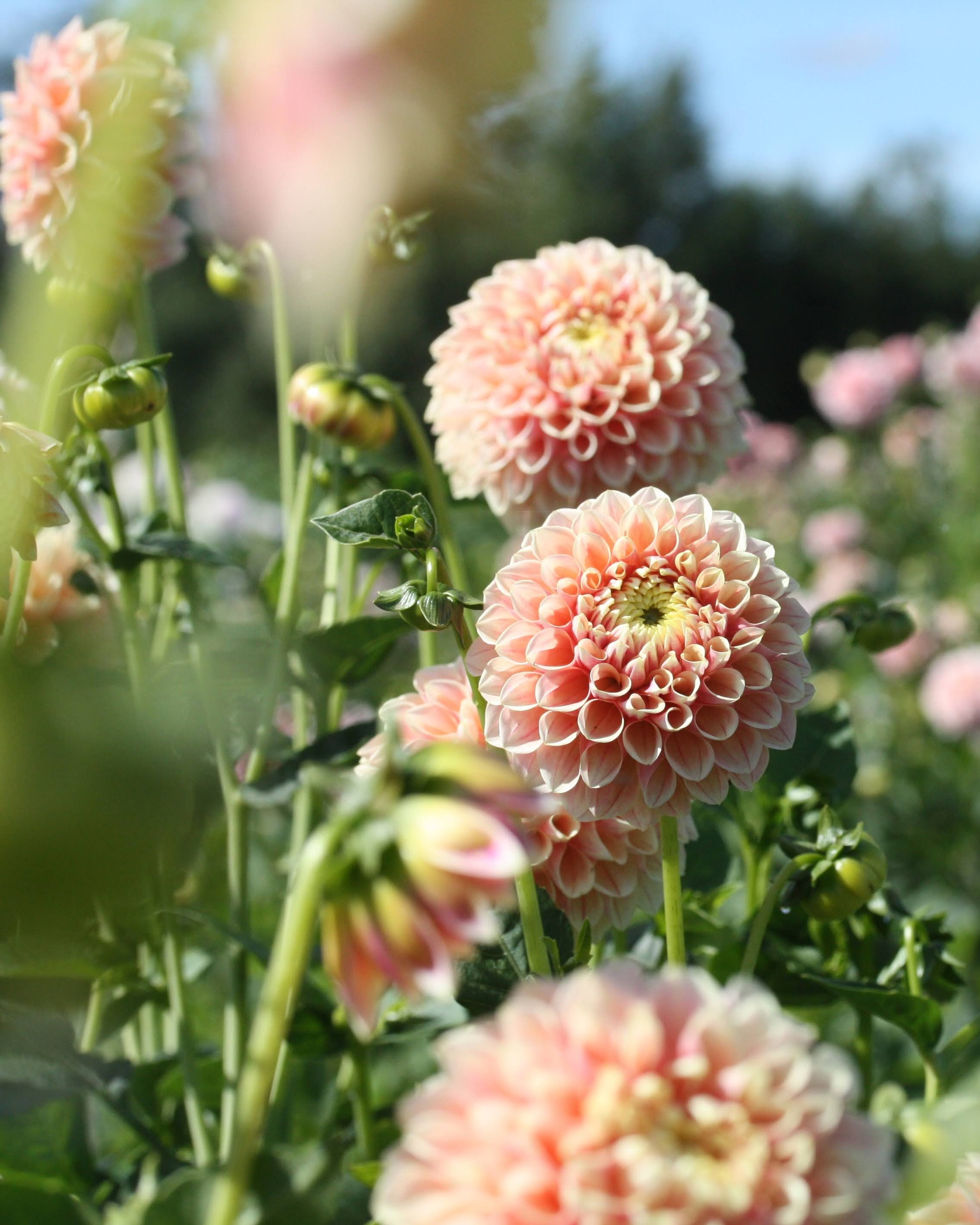 Georgine Sweet Suzanne - Ballgeorgine med flytende fargeoverganger i rosa og aprikostoner