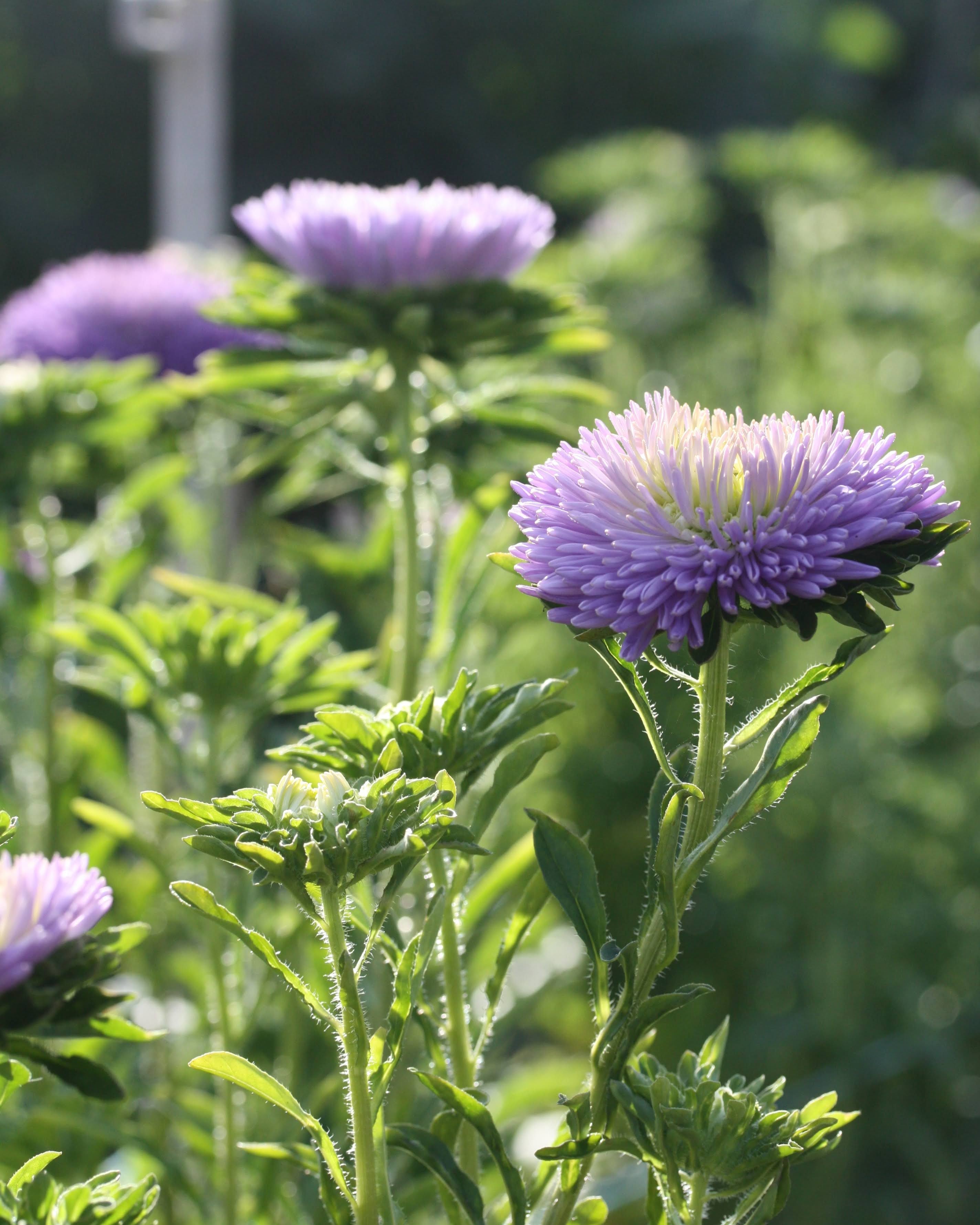 Detaljbilde av Kina asters Gala Lavender som viser de fyllige doble blomstene