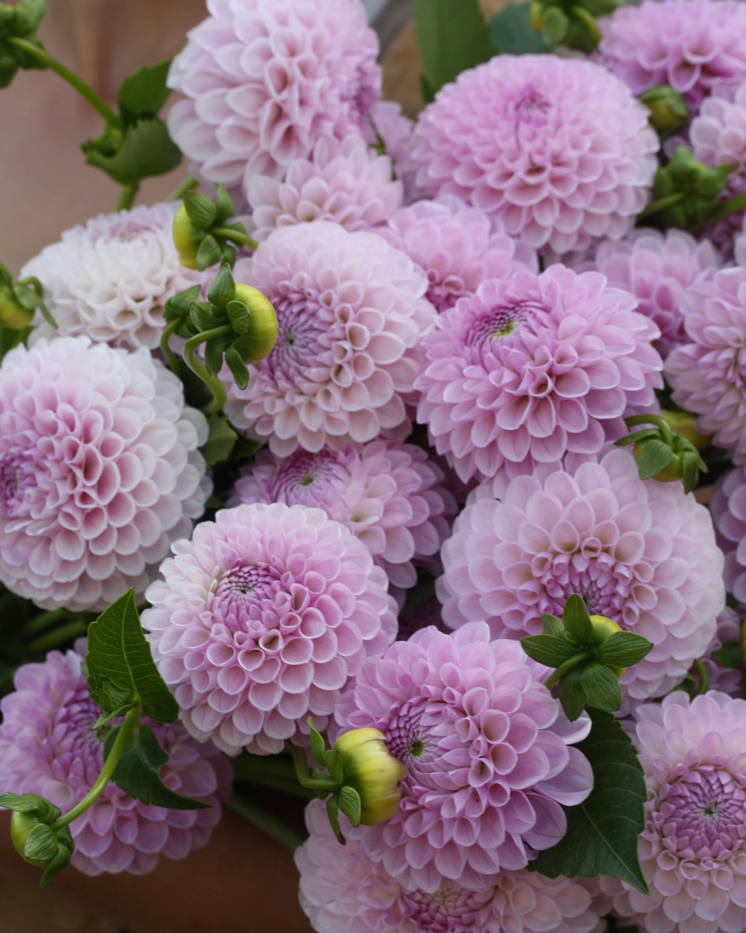 Georgine Megan Dean lys lavendel ballgeorgine i full blomst