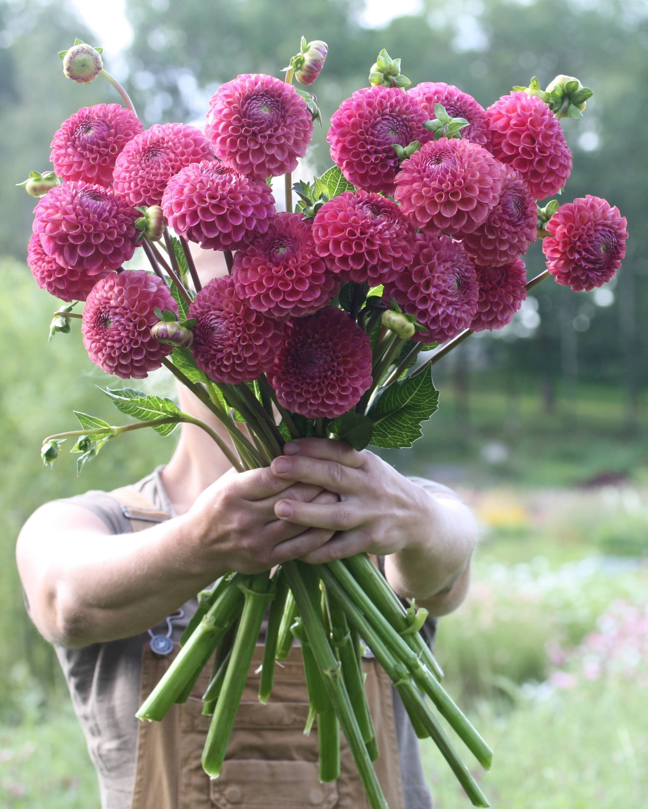 Caitlins Joy georgine - nærbilde av blomst med karakteristiske farger