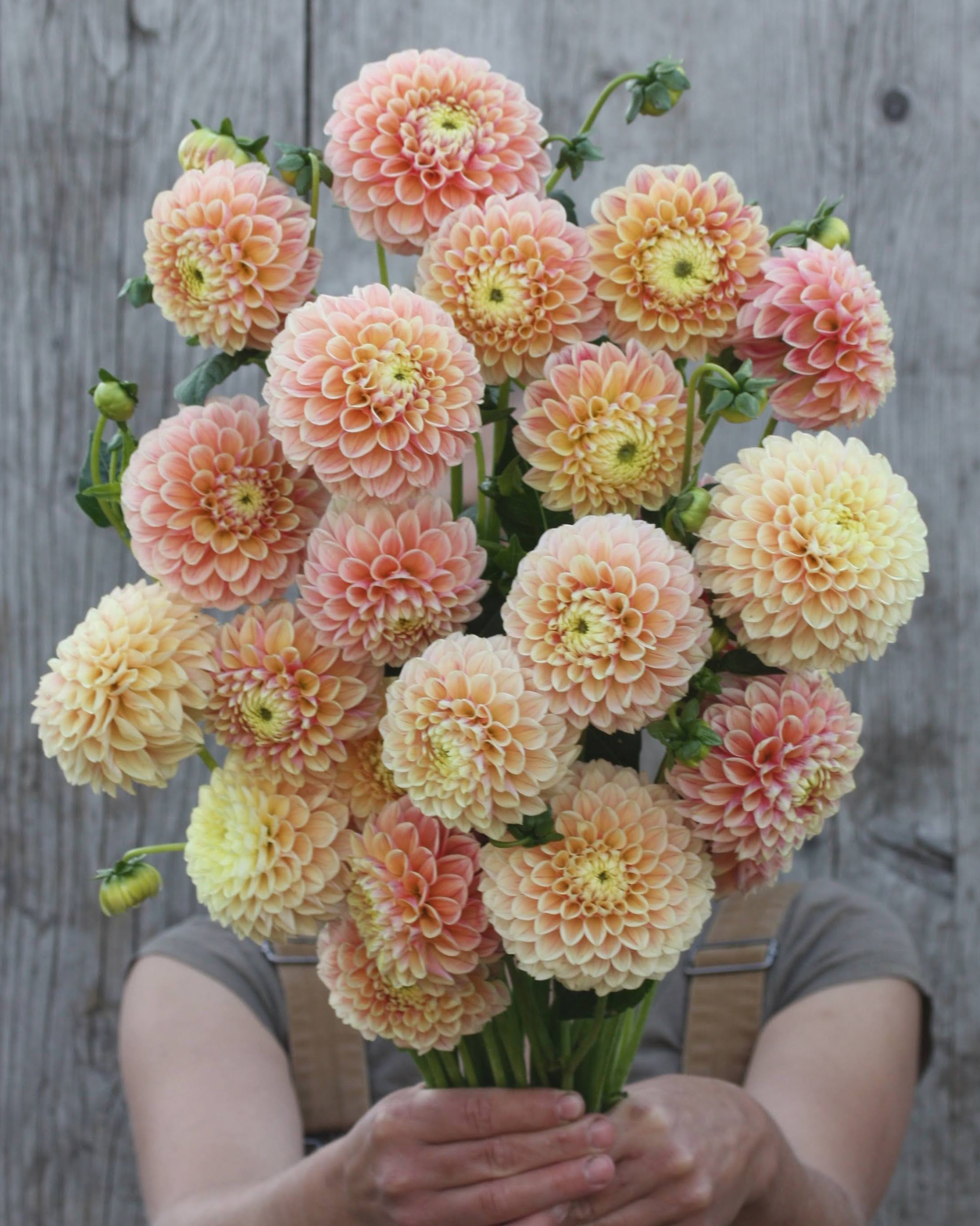 Georgine Sweet Suzanne - Ballgeorgine med fargeoverganger fra rosa til fersken og lysegul