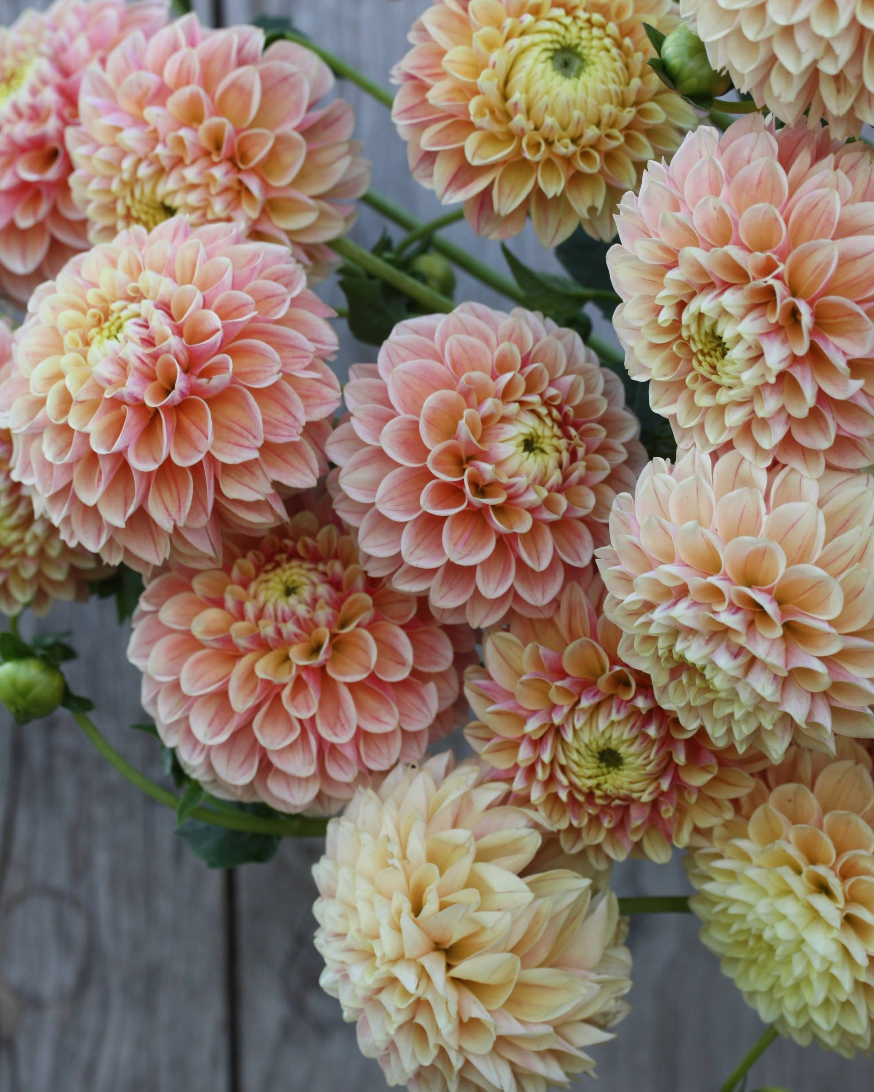Georgine Sweet Suzanne - Detaljbilde av ballgeorgine med rosa, fersken og gule nyanser