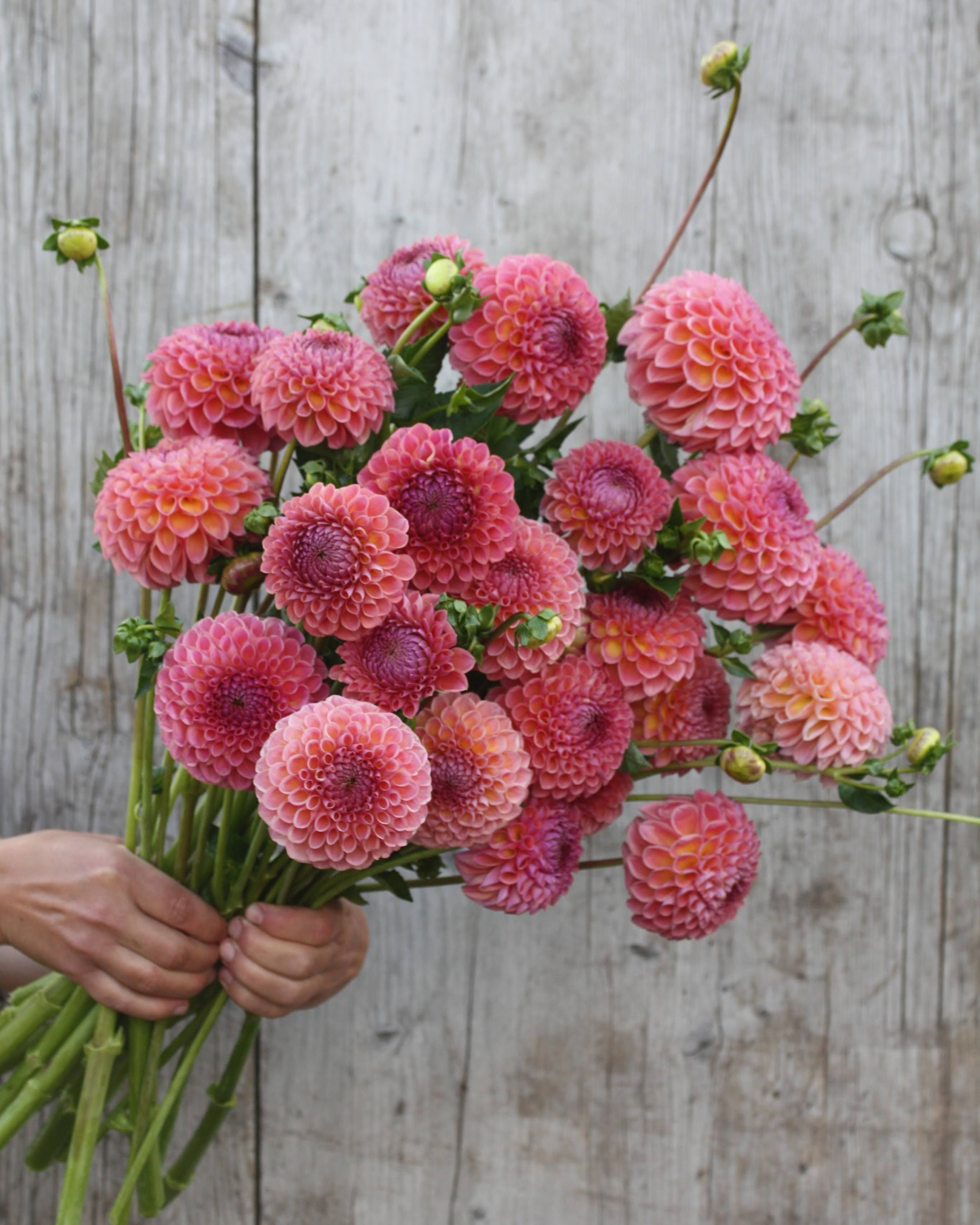 Hapet Coppery kaktusgeorgine med spisse kronblad og kobberglød