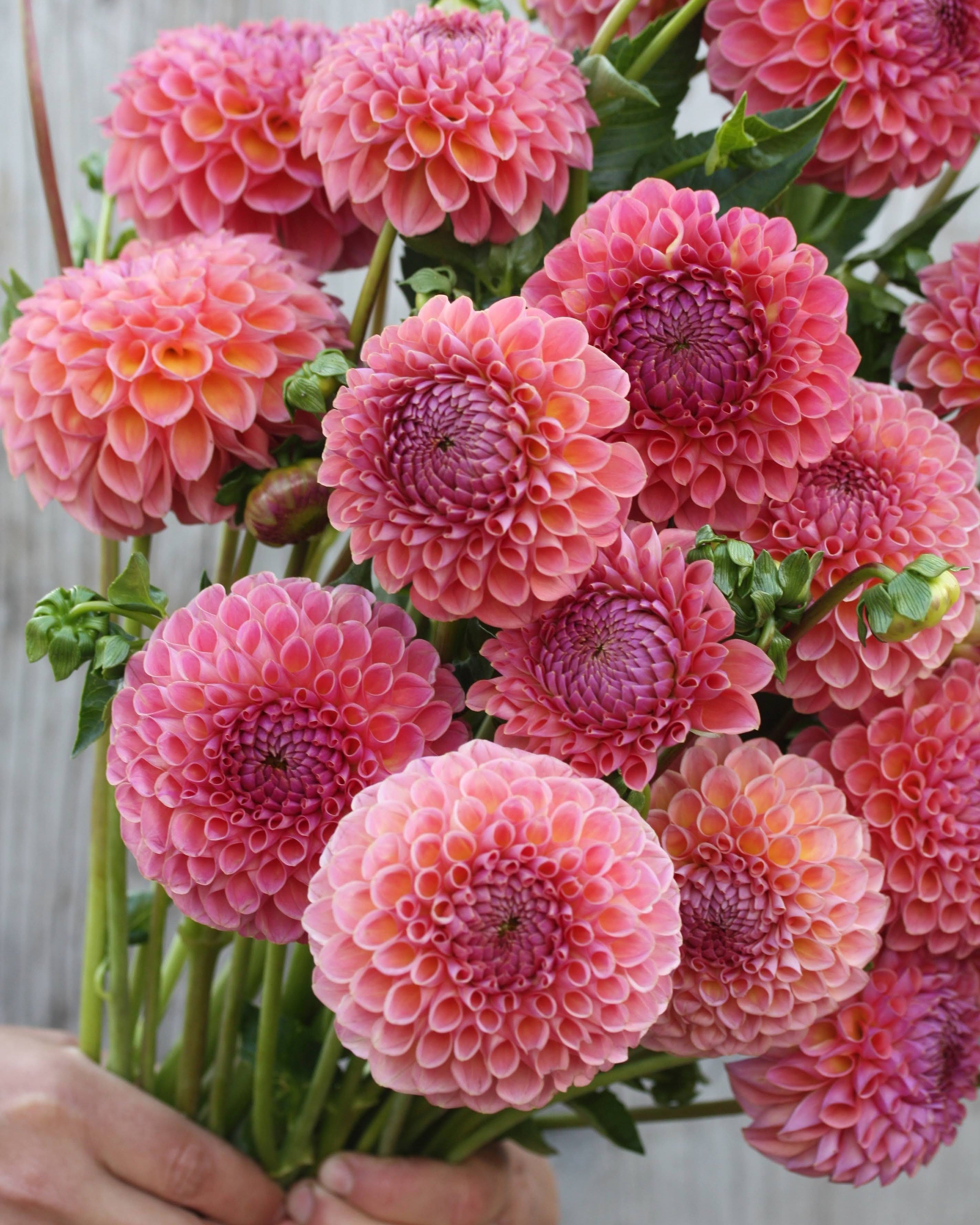 Georgine Hapet Coppery i full blomst med kobberoransje farge