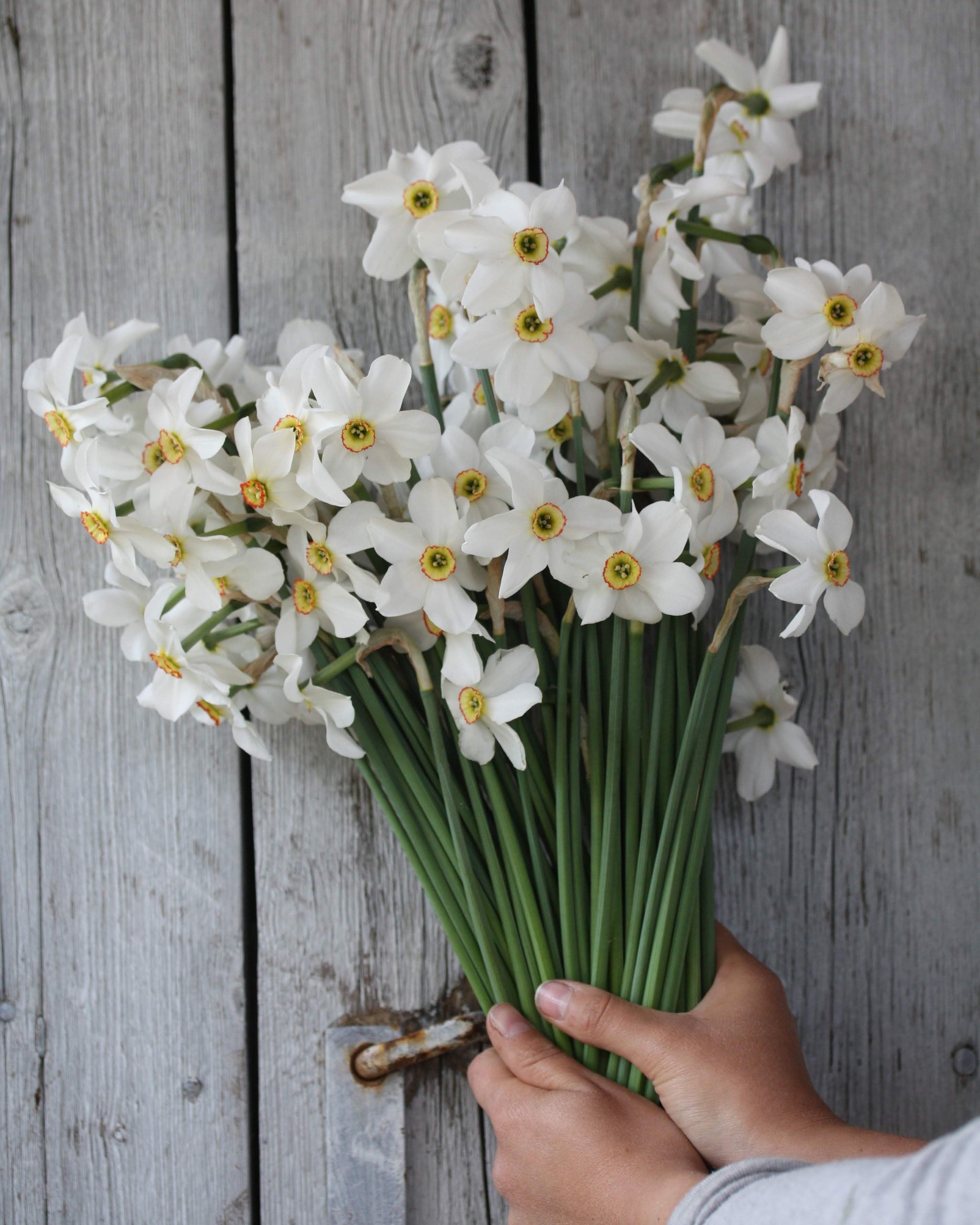 Narciss Poeticus Recurvus – klassisk Pheasant's Eye i full blomst, høyde ca. 35–45 cm
