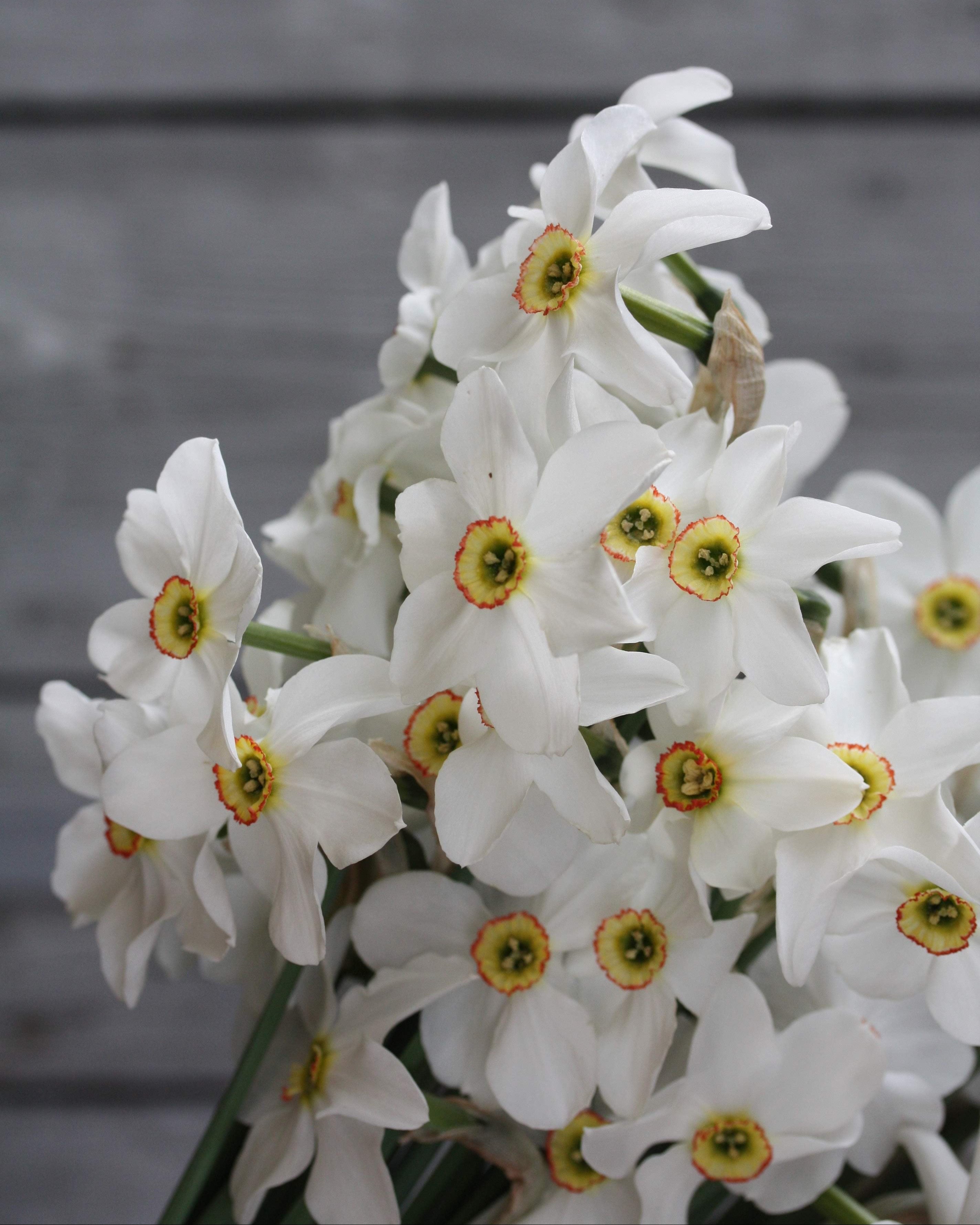 Narciss Poeticus Recurvus – gruppe av renhvite poeticus-narcisser i hagebed