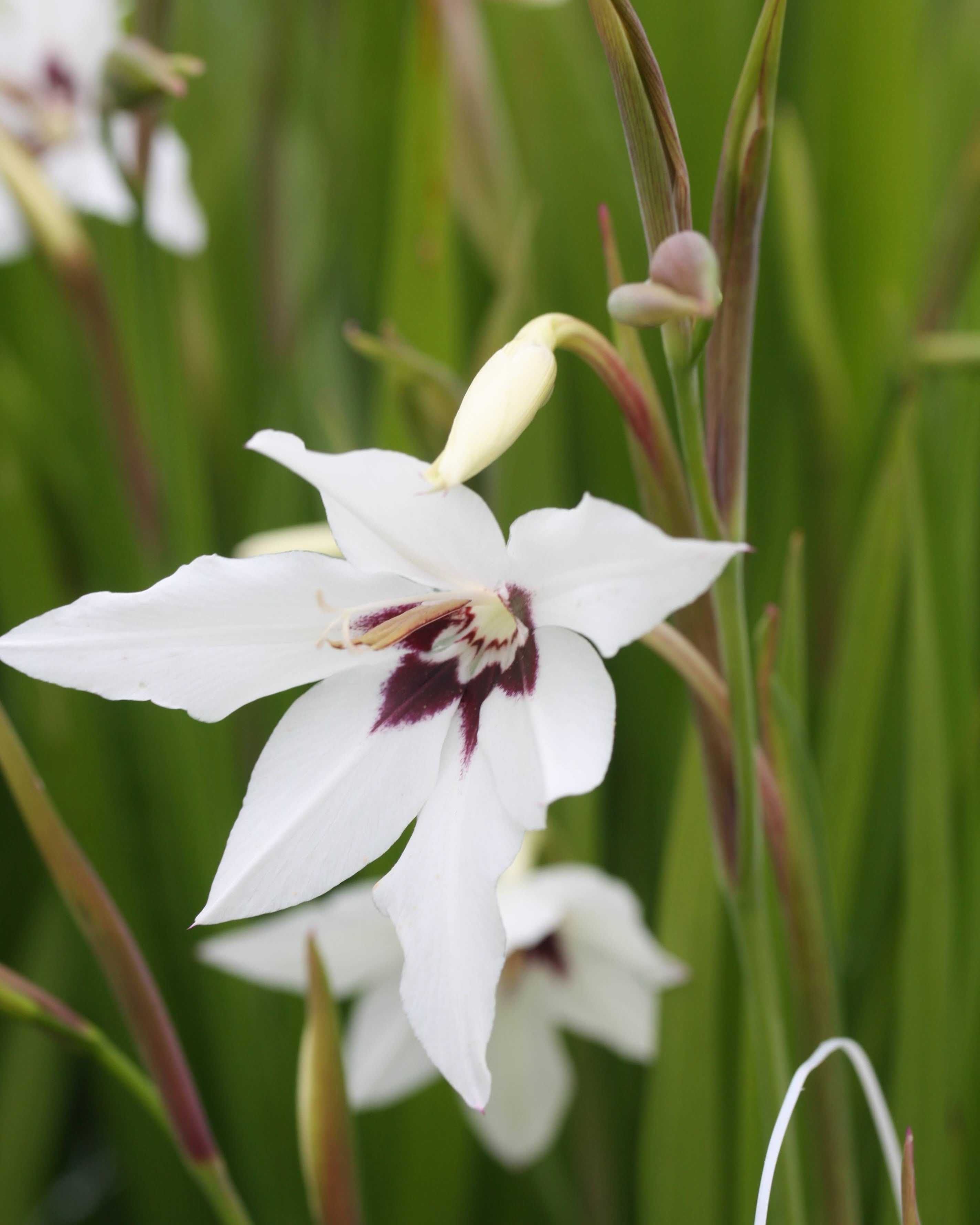 Callianthus Gladiolus murielae elegant hvit blomst med purpursvart sentrum