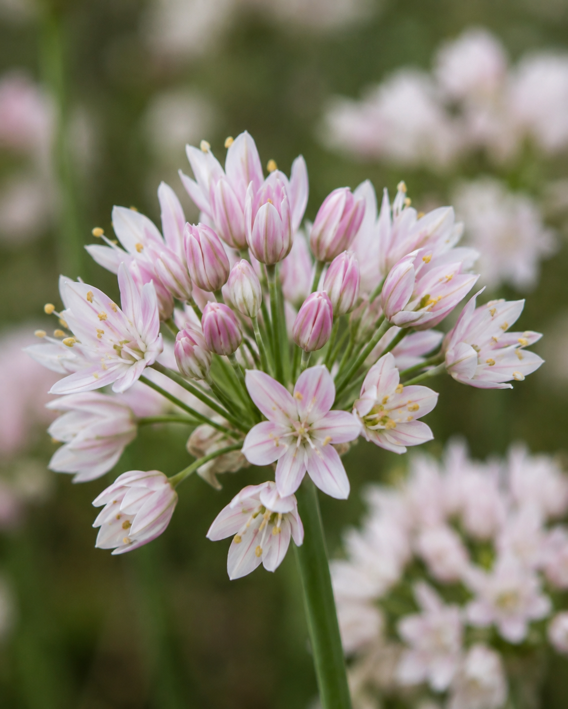 Allium roseum – gruppe av lette flagrende prydløkblomster i myk rosa, høyde ca. 35–50 cm