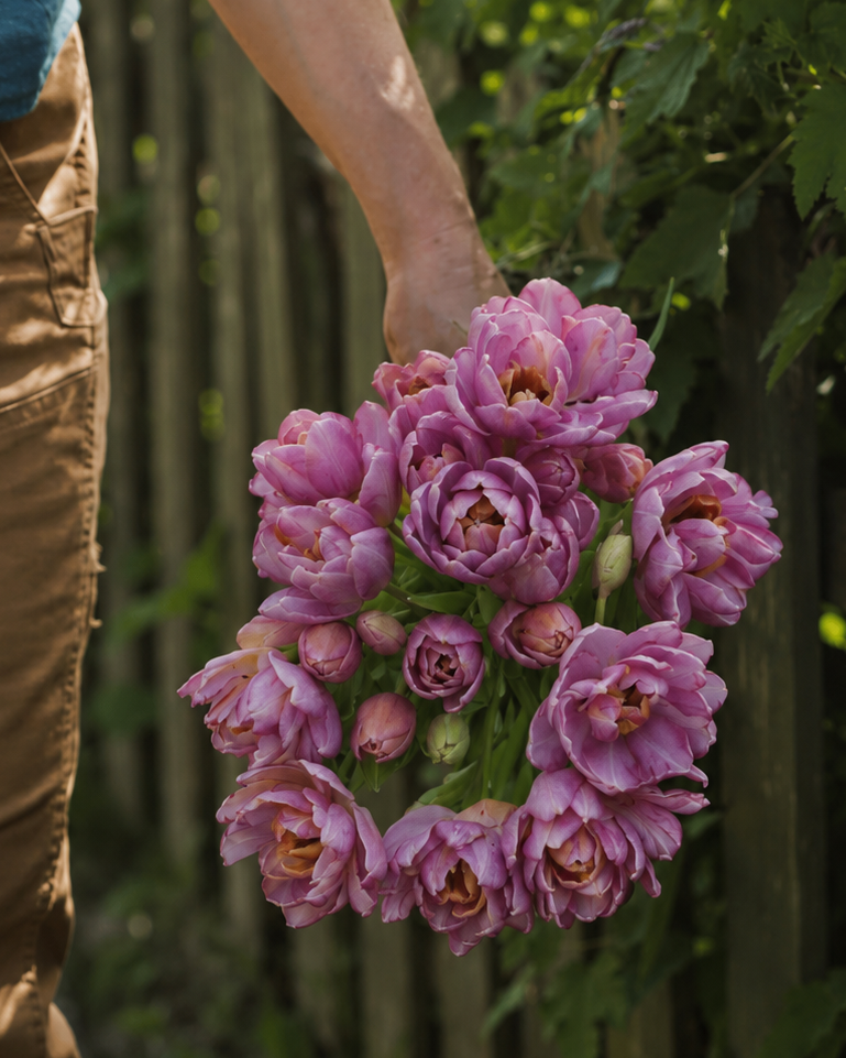 Tulipan Blue Heaven – flerblomstret sen tulipan med fargespill fra bronse og rosa til lavendel og syrin