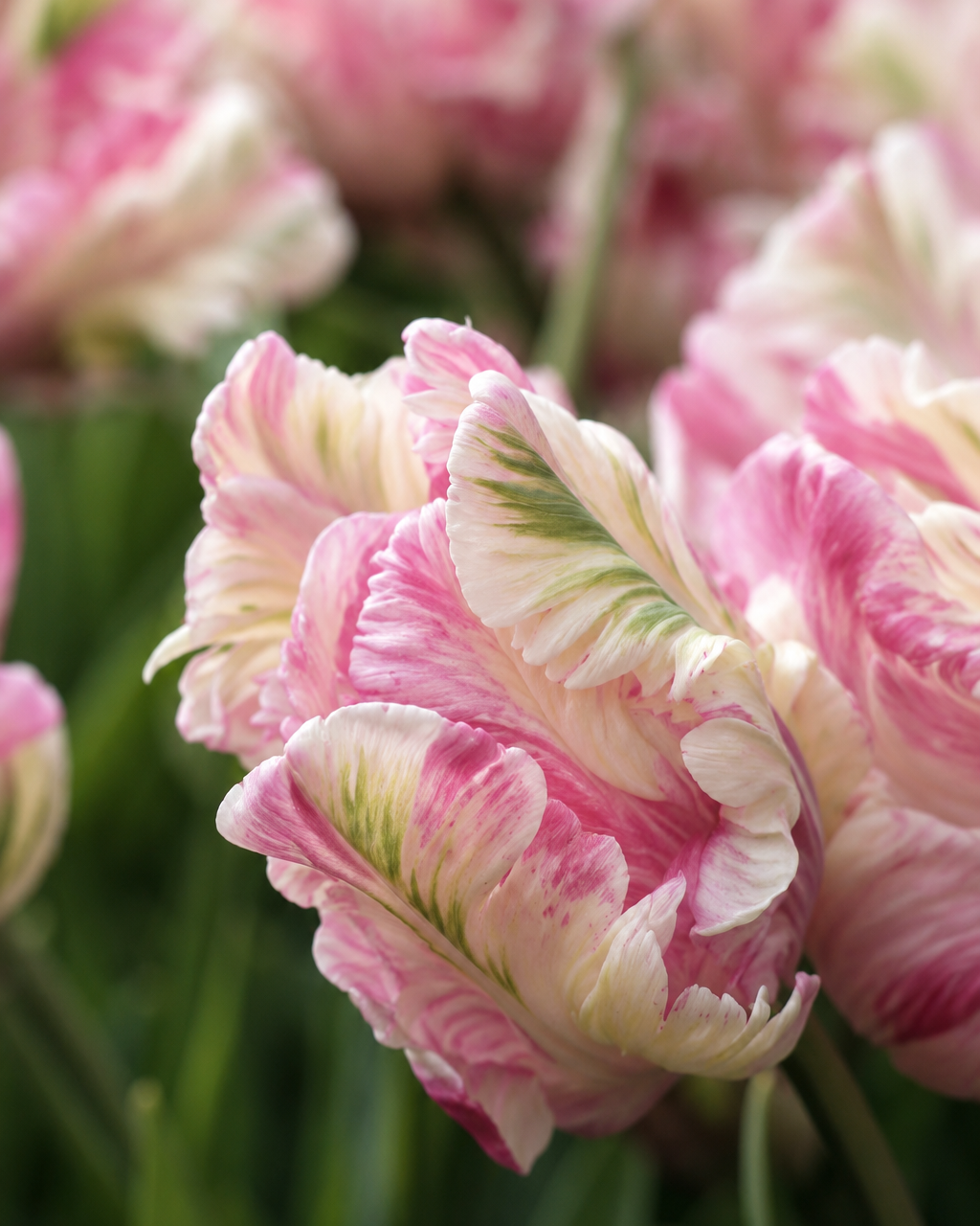 Tulipan Cabanna – blomst i utvikling med stadig dypere rosa fargespill fra dag til dag