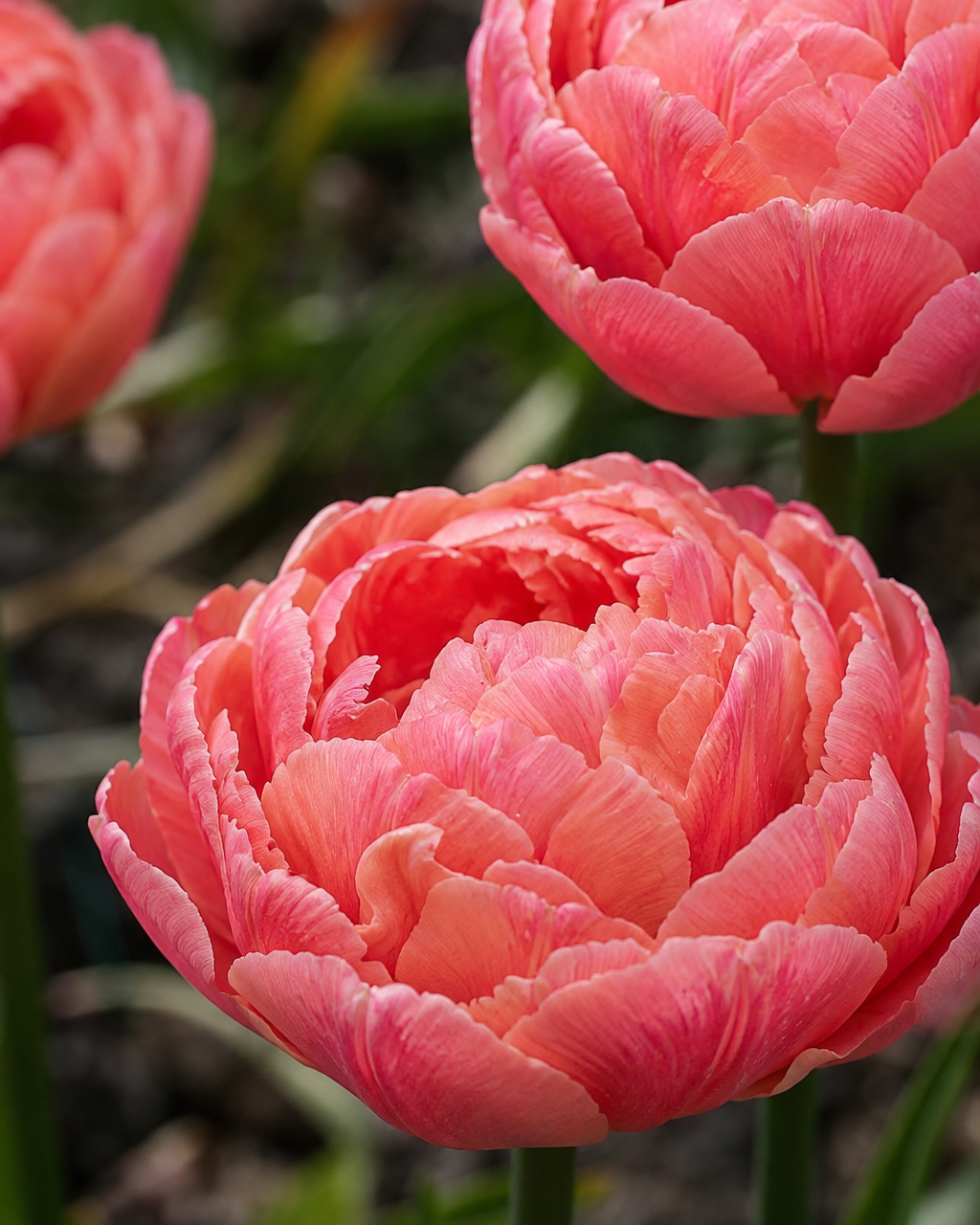 Tulipan Etched Salmon – fylt peonlignende blomst i lakserosa og fersken med bringebærrosa tegninger
