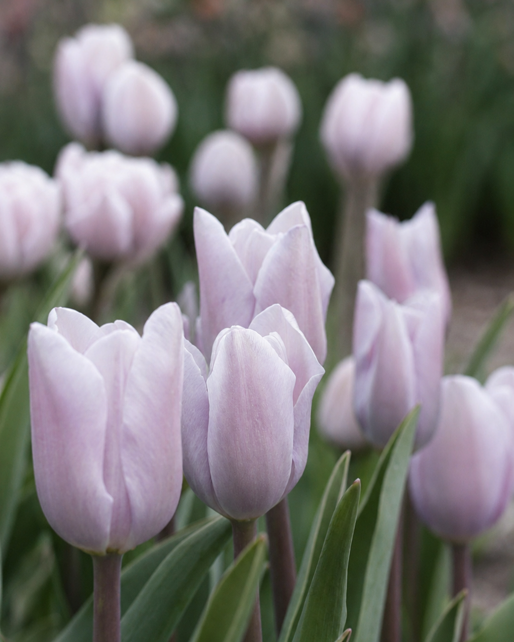 Tulipan Silver Cloud – Triumph-tulipan i sølvlilla med lavendel og svakt rosa skjær