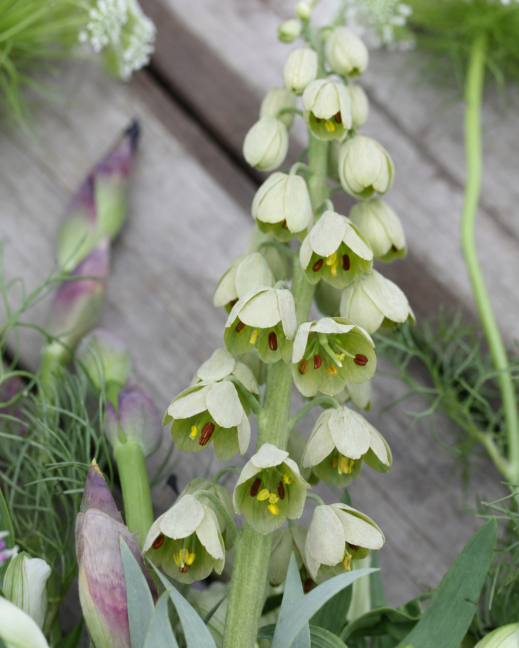 Fritillaria persica Ivory Bells – høyt blomsterspir med hengende elfenbenshvite klokker og grågrønt bladverk