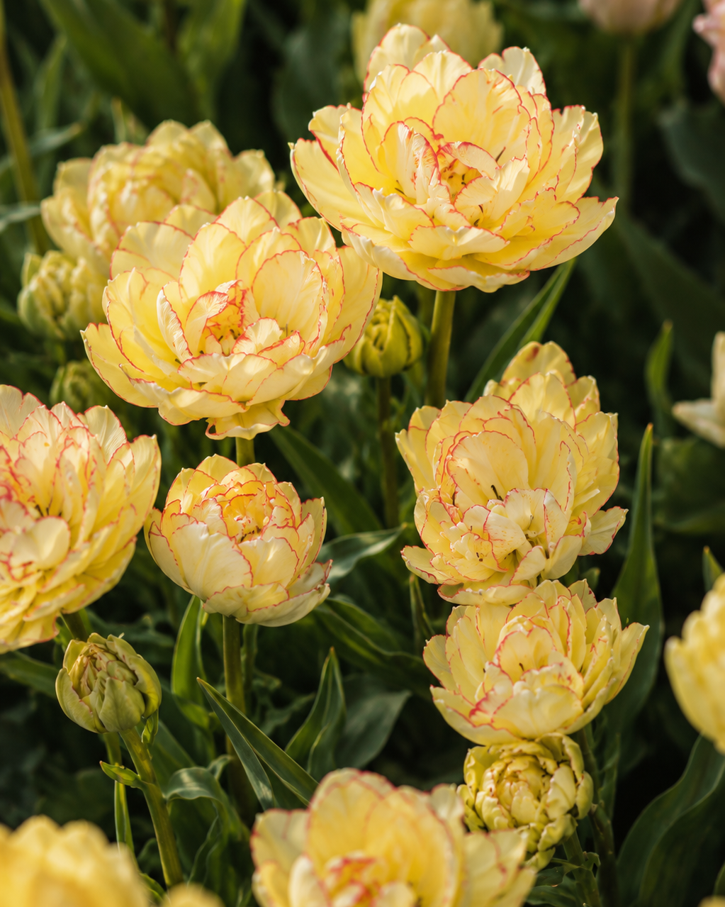 Tulipan Aquilla – flerblomstret peonlignende tulipan med frodig fargespill i gult og oransje