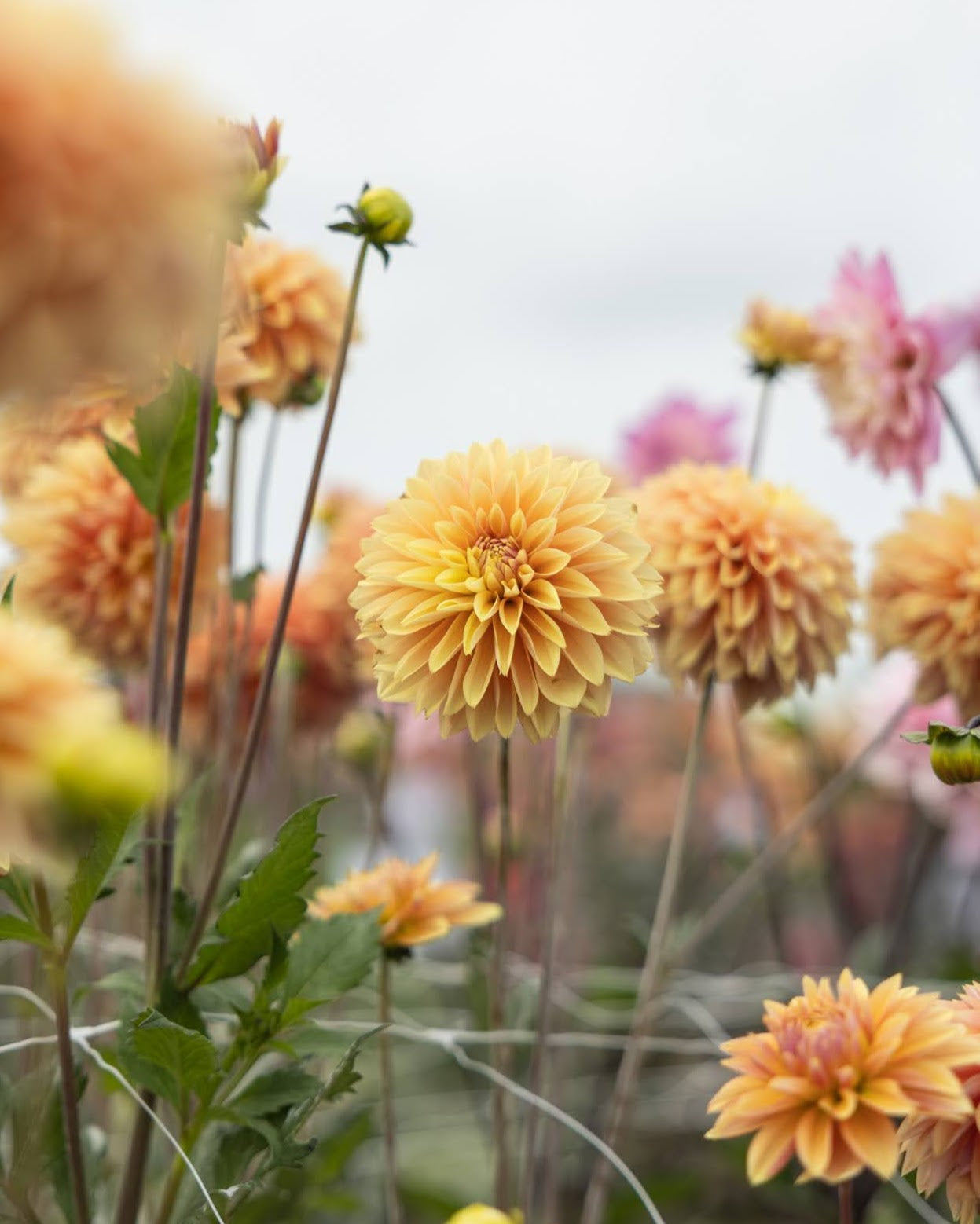 Georgine Kick Off knoll dekorativ georgine i varme gylne og rosa toner