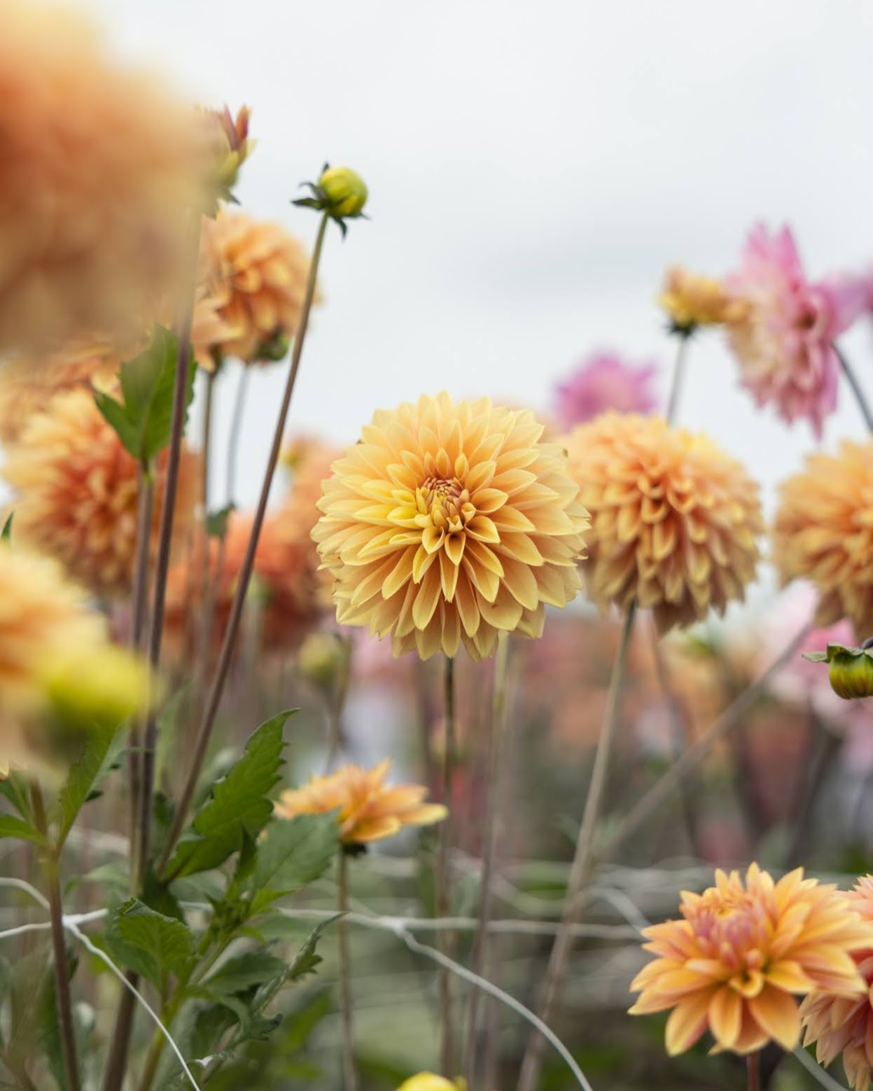 Georgine Kick Off knoll dekorativ georgine i varme gylne og rosa toner