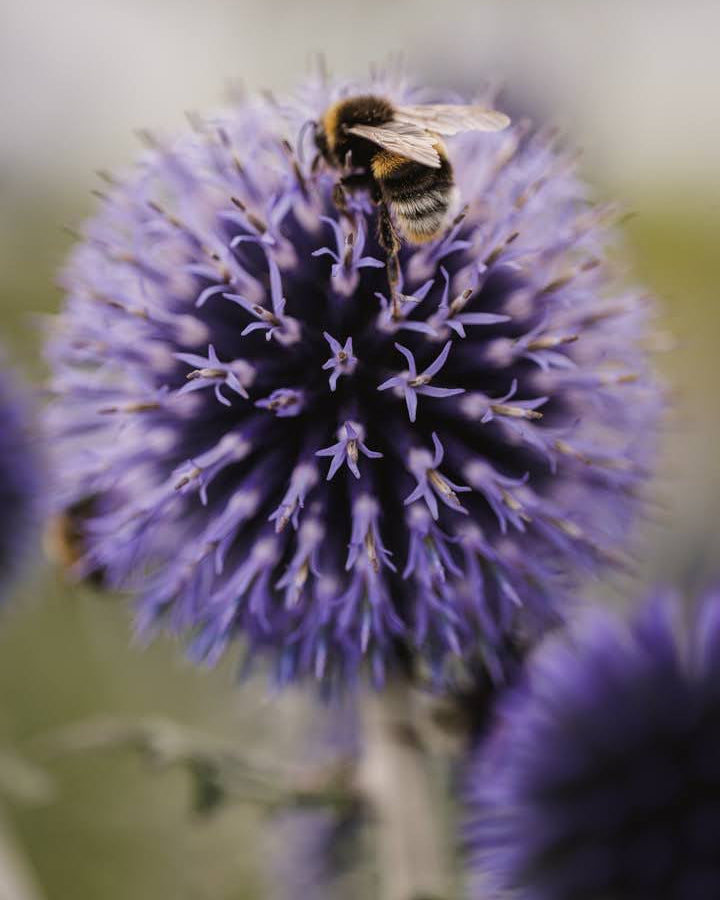 Kuletistel Blue Glow – karaktersterk H5-staude med perfekt runde blå blomsterkugler over sølvaktig grågrønt bladverk