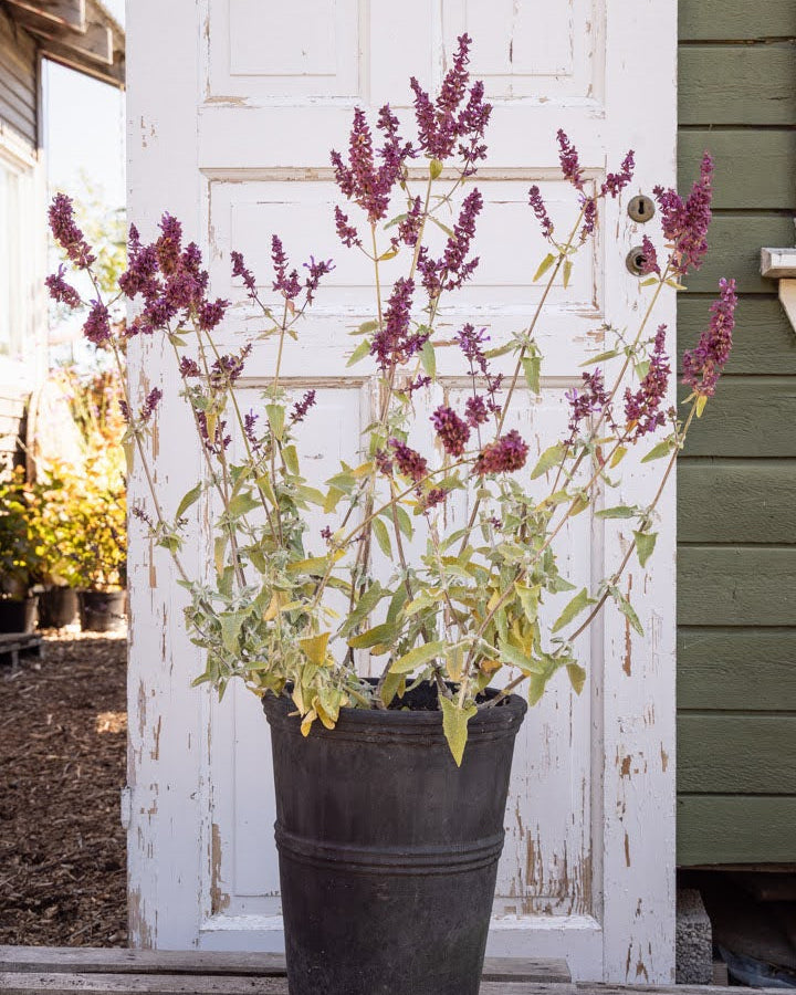 Kanarisk salvie Lancelot med rosa-lilla blomsterstander i hagen