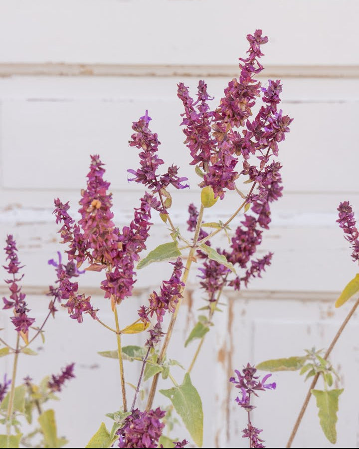 Kanarisk salvie Lancelot plante med tette blomsterstander og aromatiske blad