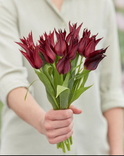 Tulipan Sarah Raven – elegant burgunderfarget liljetulipan i bed eller bukett