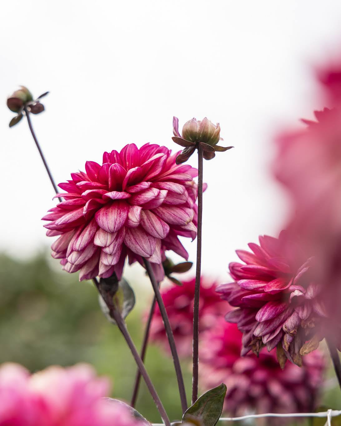 Georgine Molly Raven dekorativ georgine med dyp burgunder og subtile striper i purpur og rosa