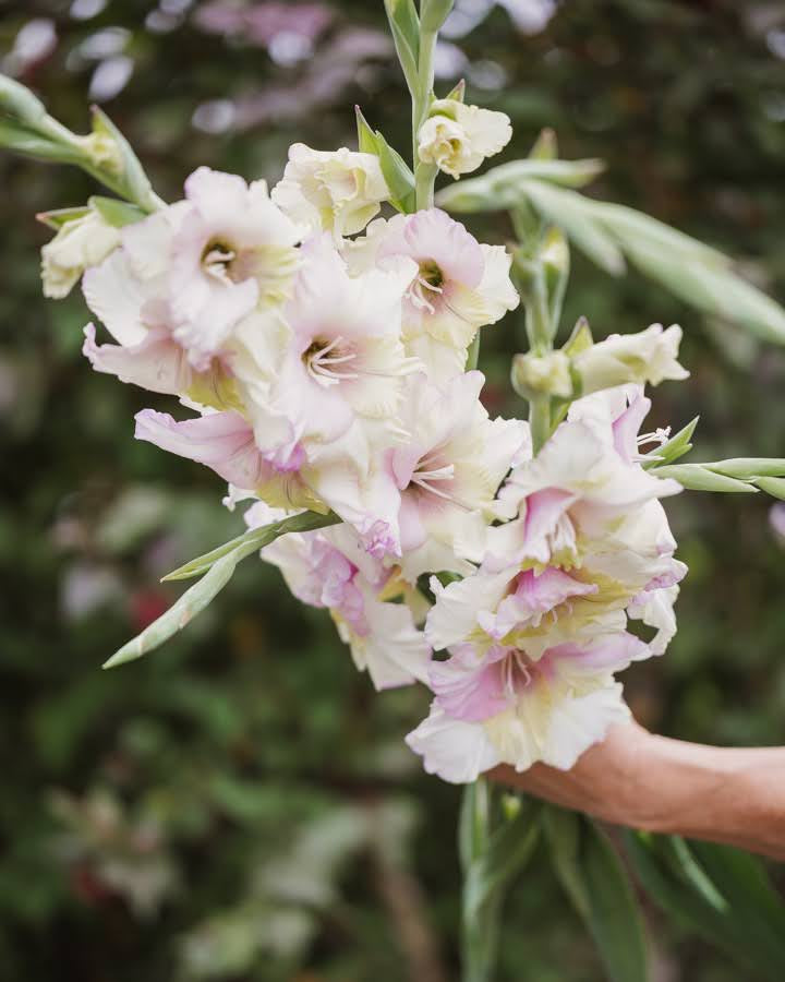 Gladiol Mon Amour romantisk gladiol i blushrosa kremhvitt og lys syrlig gul