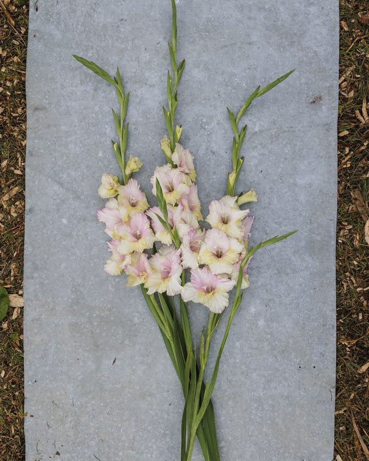 Gladiol Mon Amour uttrykksfull blomst i rosa kremhvitt og lys gul