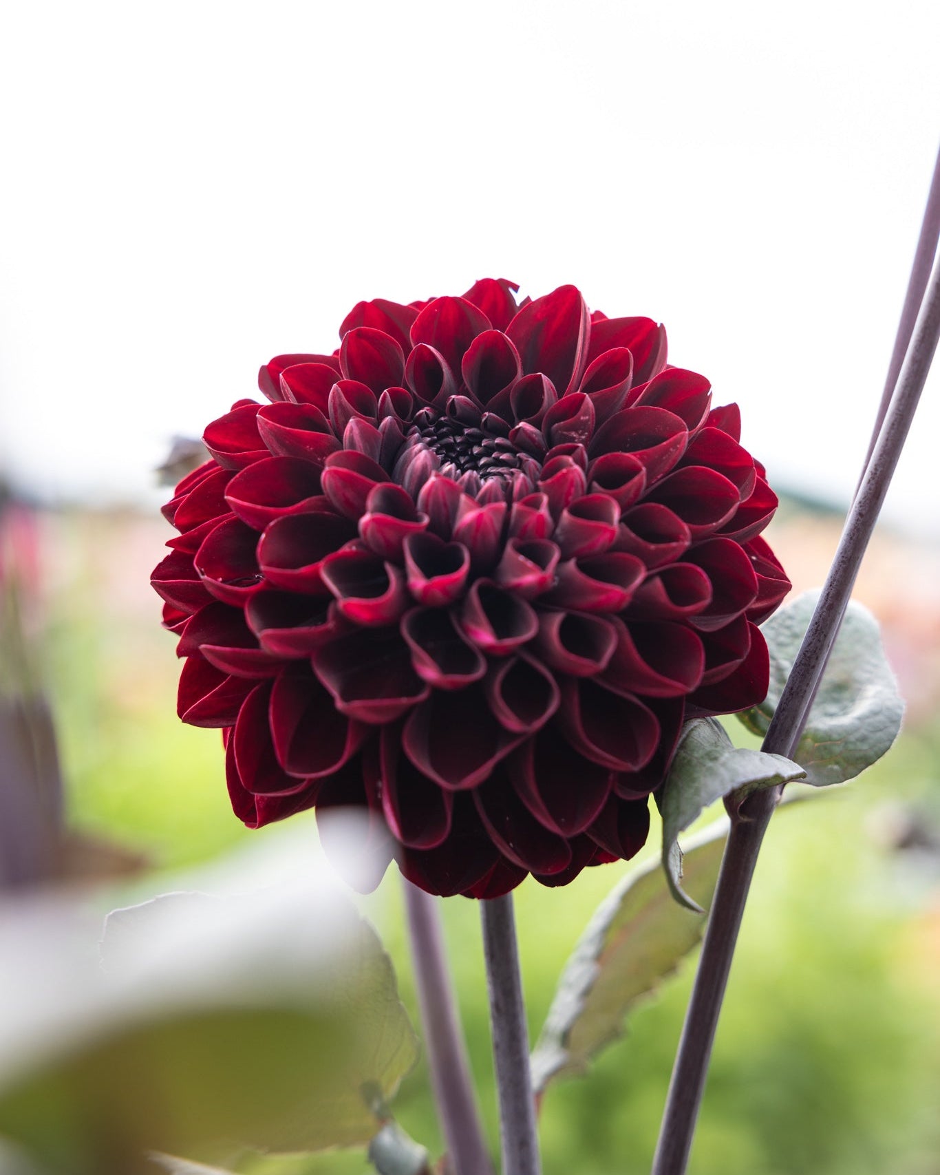 Dekorativ georgine Manoa i rik burgunderfarge med mørke stengler
