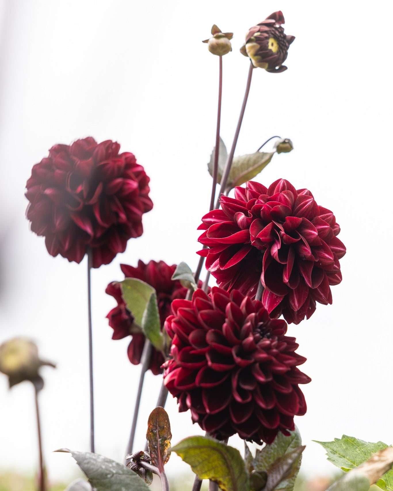 Georgine Manoa med dyp sjokoladeburgunder blomst og mørke stengler