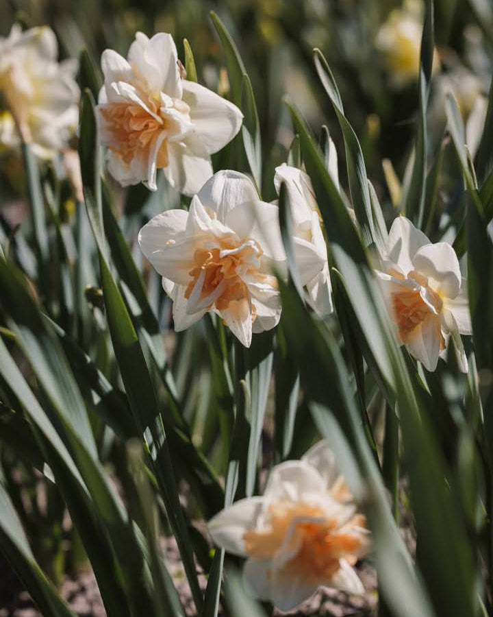 Narciss Delnashaugh – fylt blomst med mange lag kronblader i myk fersken og krem