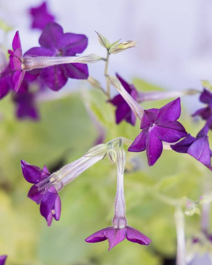 Prydtobakk Perfume Deep Lilac i full blomstring - ettårig snittblomst for hagen