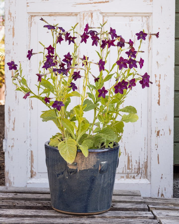 Nærbilde av Prydtobakk Perfume Deep Lilac blomster med rike lilla kronblader og gul midte