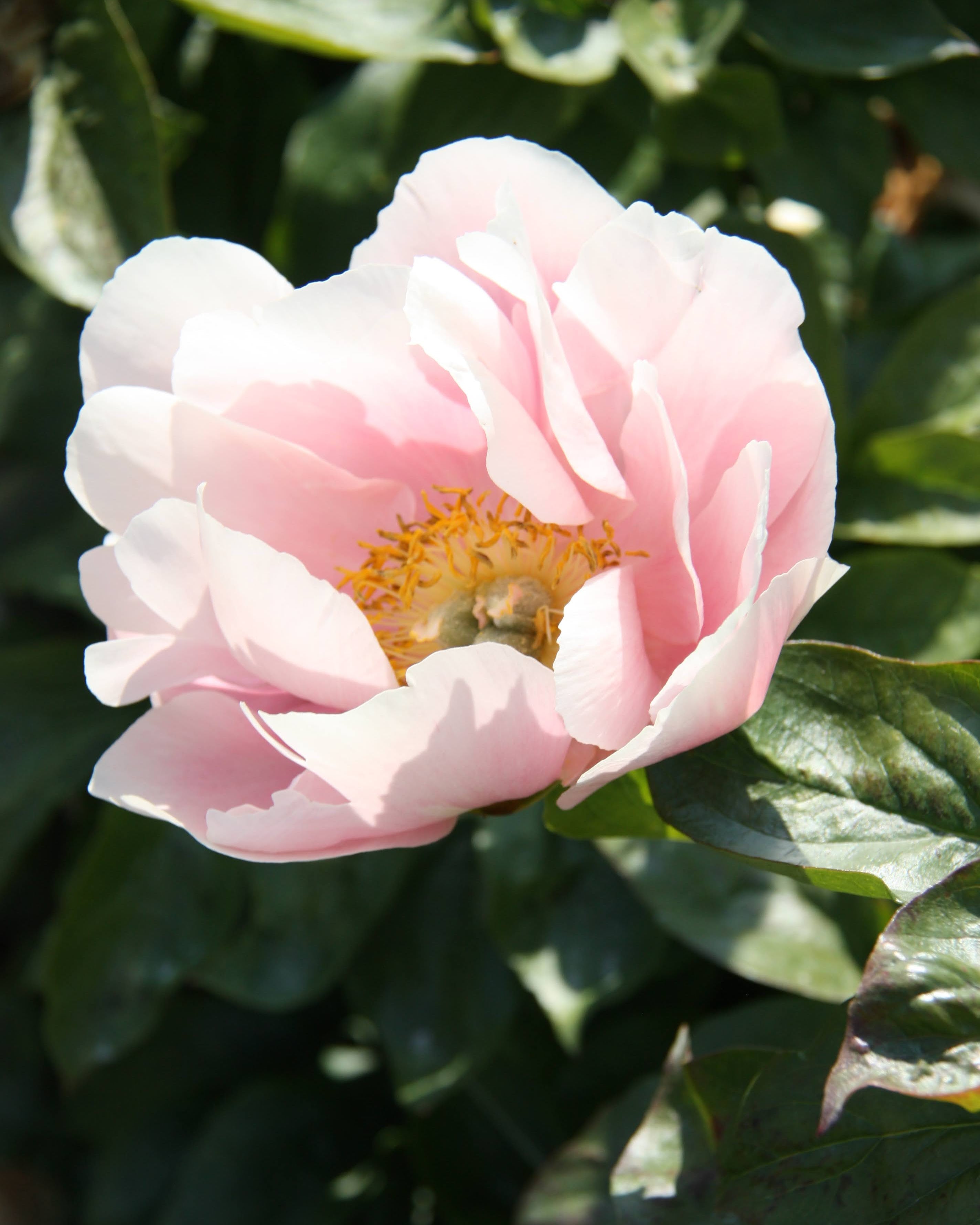 paeonia pion salmon chiffon med åpne, lette blomster
