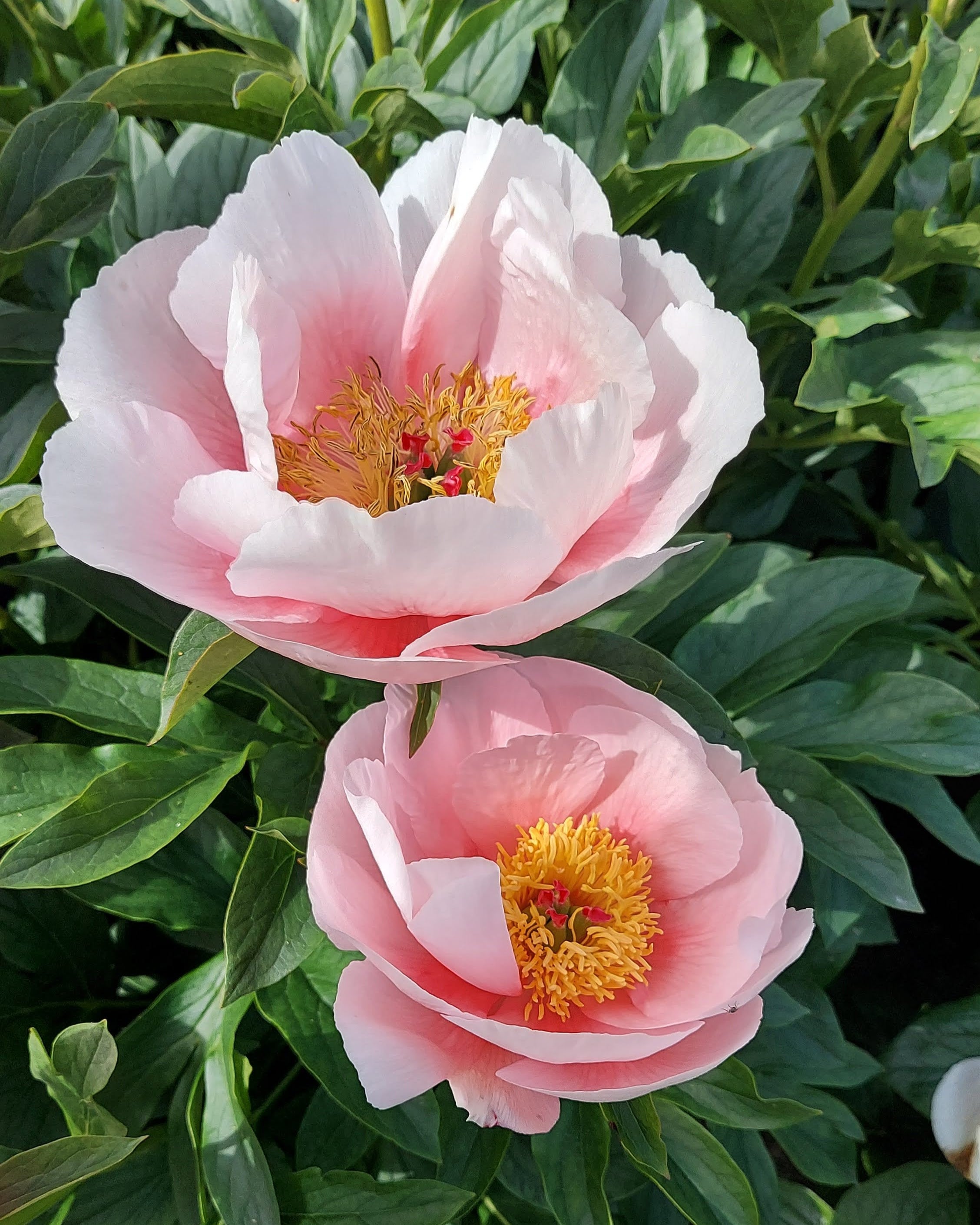 pion paeonia soft salmon saucer med store skålformede blomster i lakserosa