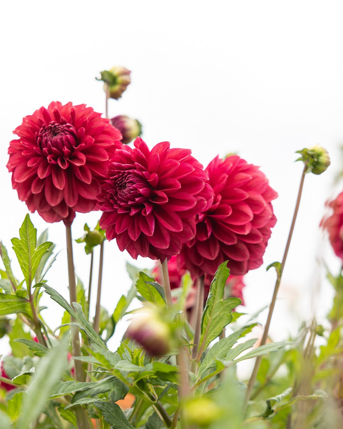 dekorativ georgine Perch hill i dype bærfarger
