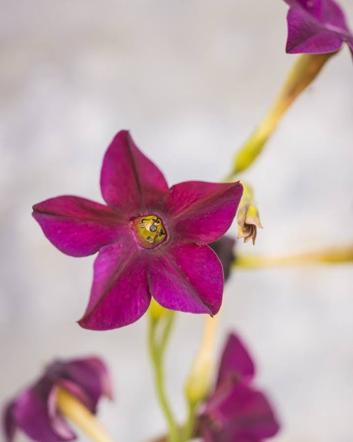 Prydtobakk Perfume Deep Lilac plante med luftige klaser av duftende dyp-lilla blomster
