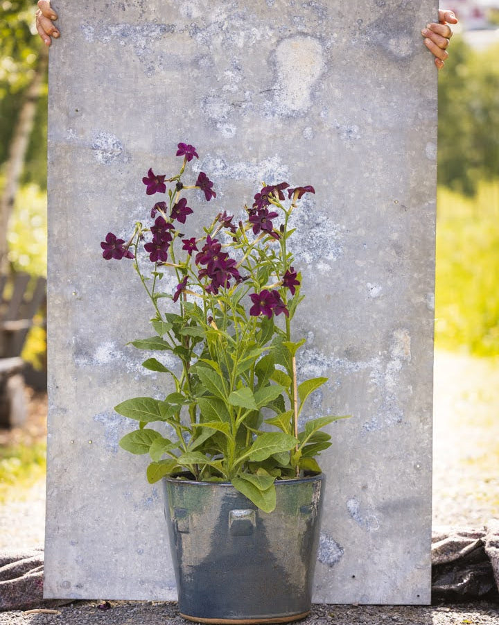 Prydtobakk Perfume Deep Lilac med karakteristiske trompetformede blomster i dyp lilla