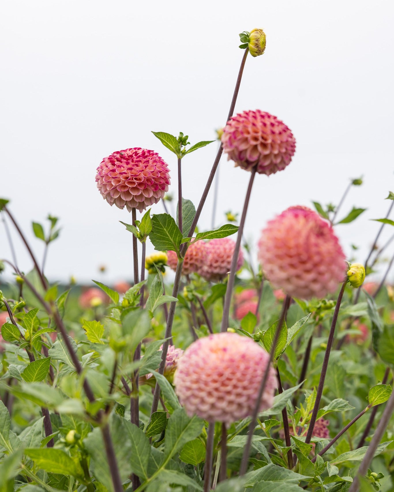 Georgine Ping Pong pompon-georgine i krem og ceriserosa med perfekt kuleform