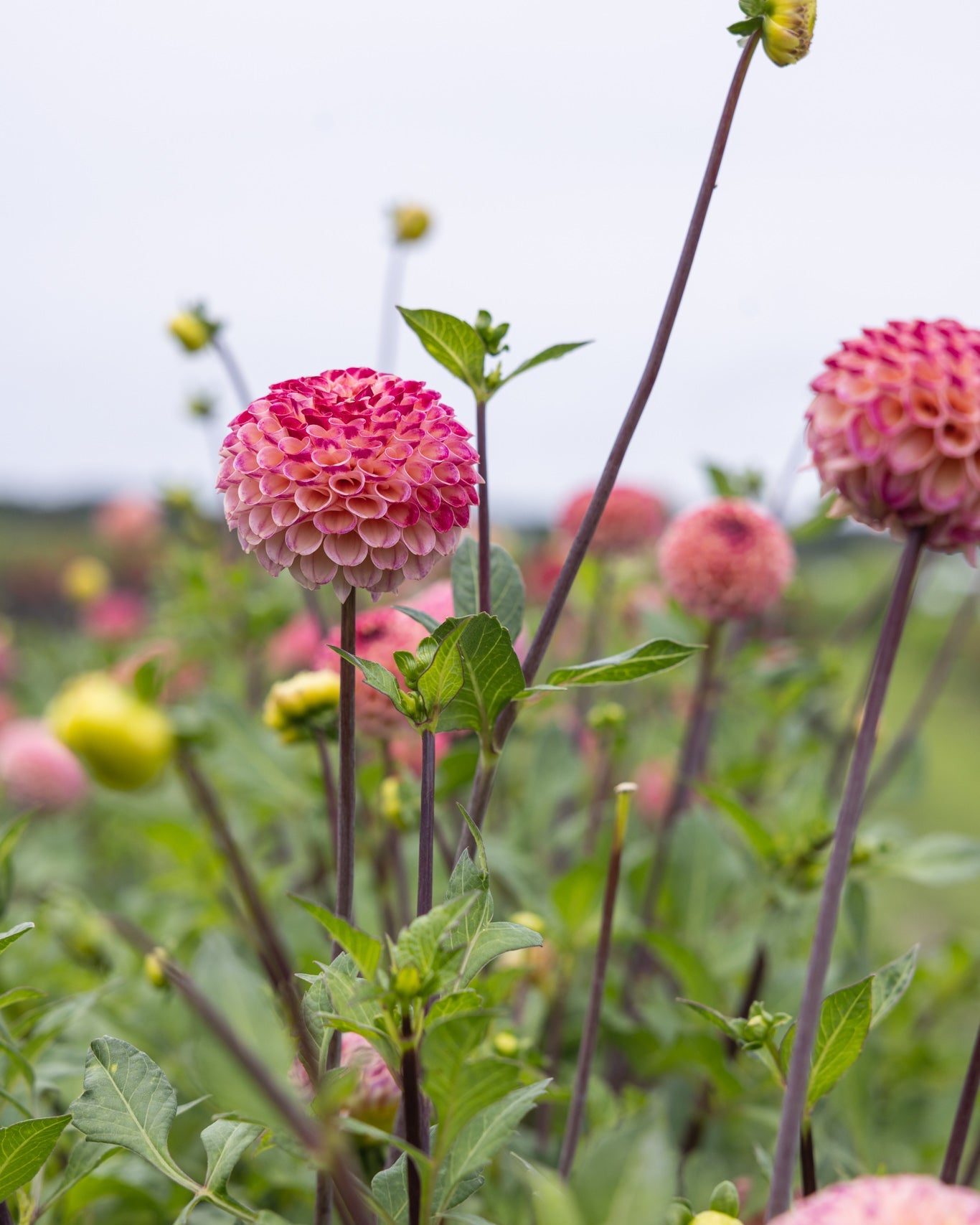 Ping Pong dahlia knoll med perfekt runde pompon-blomster