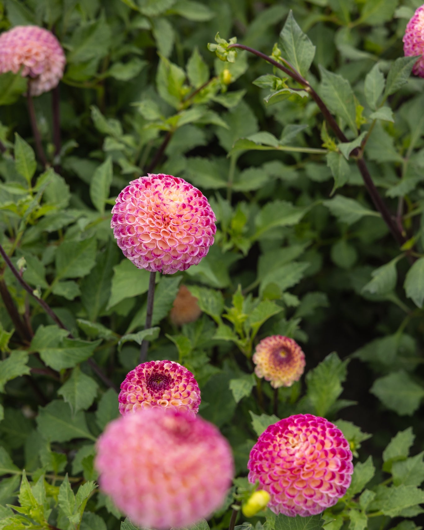 Georgine Ping Pong ceriserosa og krem ballgeorgine i hagen