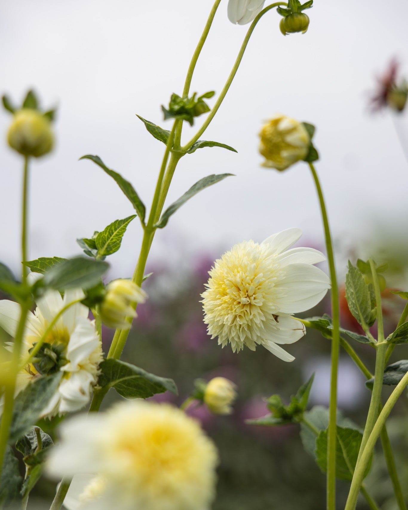 georgine Plainum Blonde, anemoneblomstrende i kremhvitt