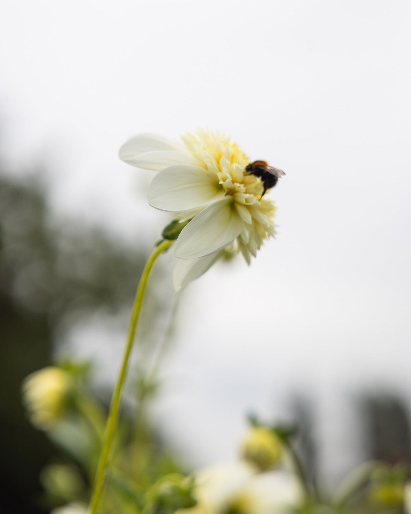 Anemoneblomstrende georgine Plantinum Blonde med humle