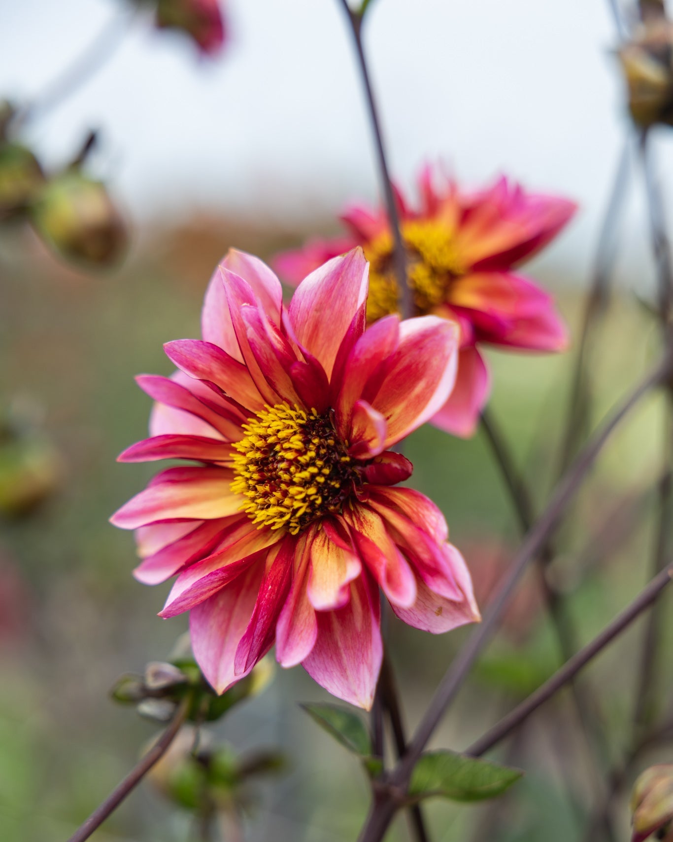 Dahlia Princess Nadine i rosa, fersken og med lange stengler