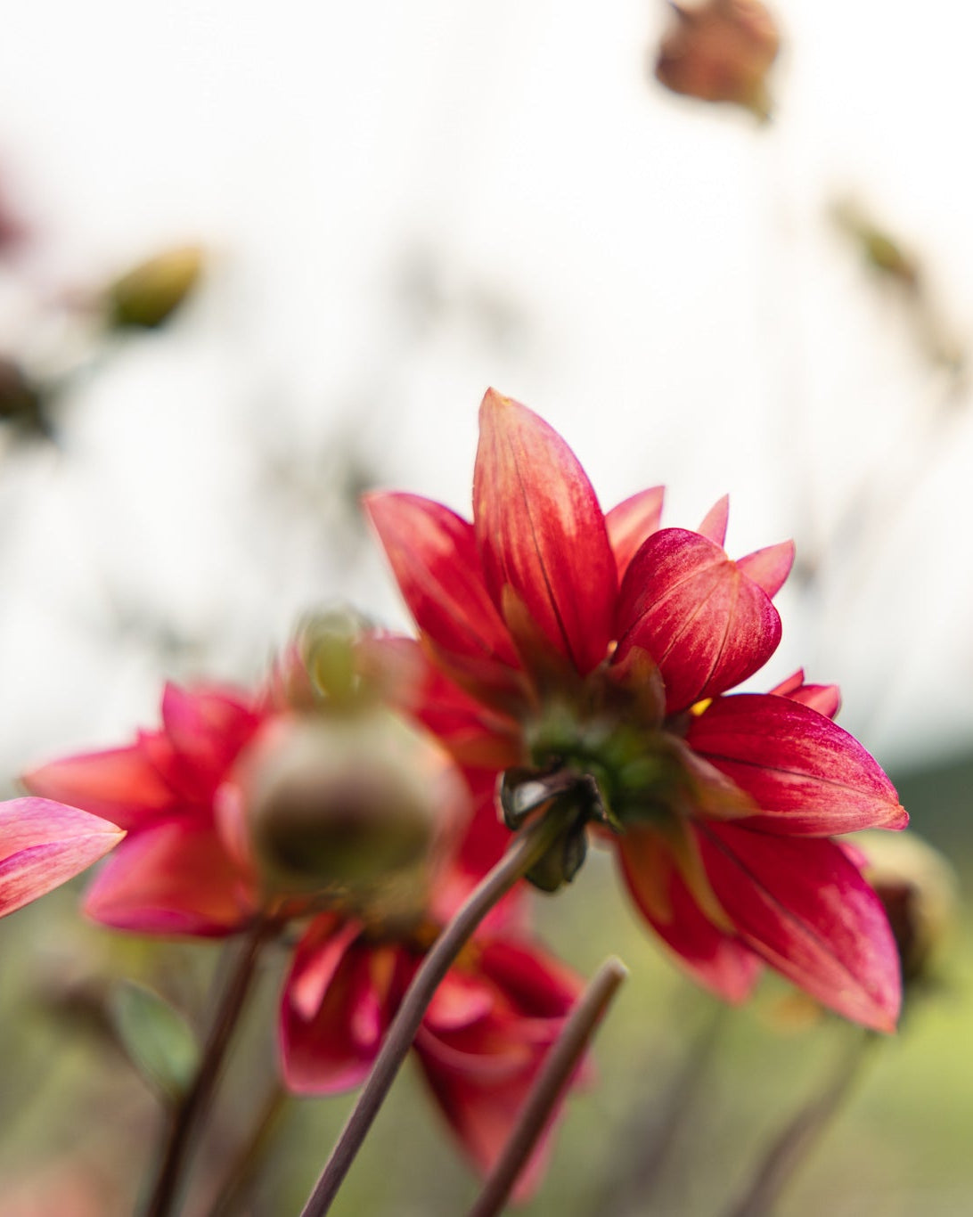 Dahlia Princess Nadine, anemoneblomstrende som ser ut som en collarette