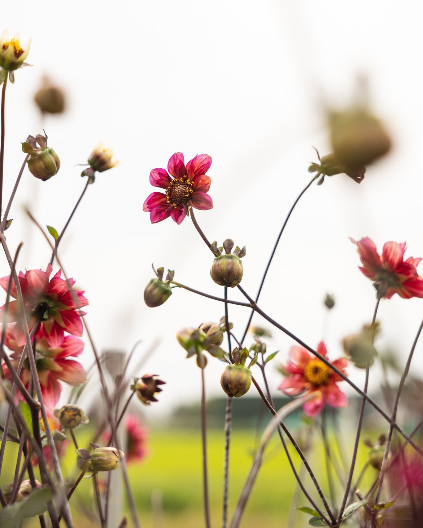 georginen Princess Nadine med viltre stengler og luftige blomster