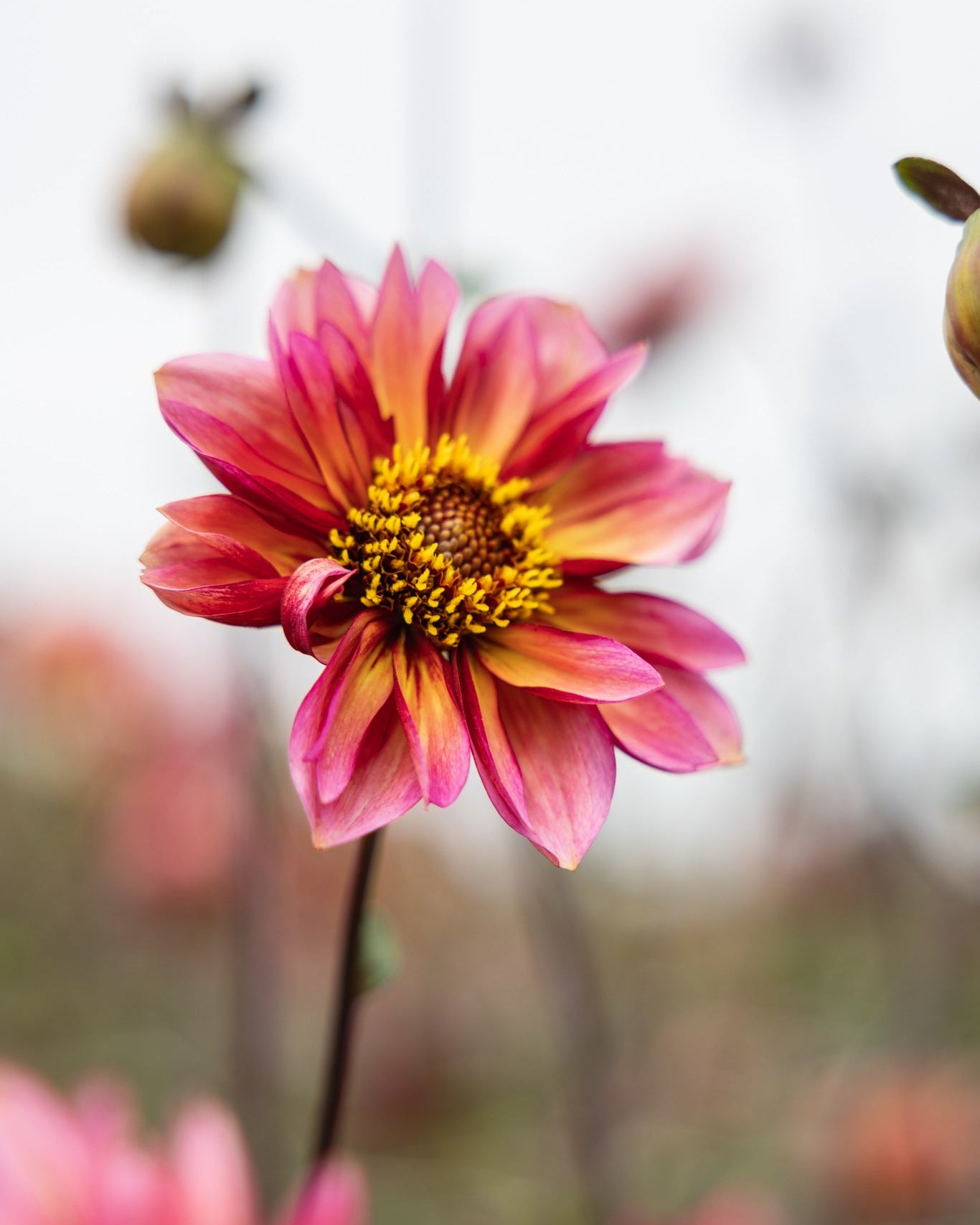 Vakre georgine Princess Nadine med mange nyanser